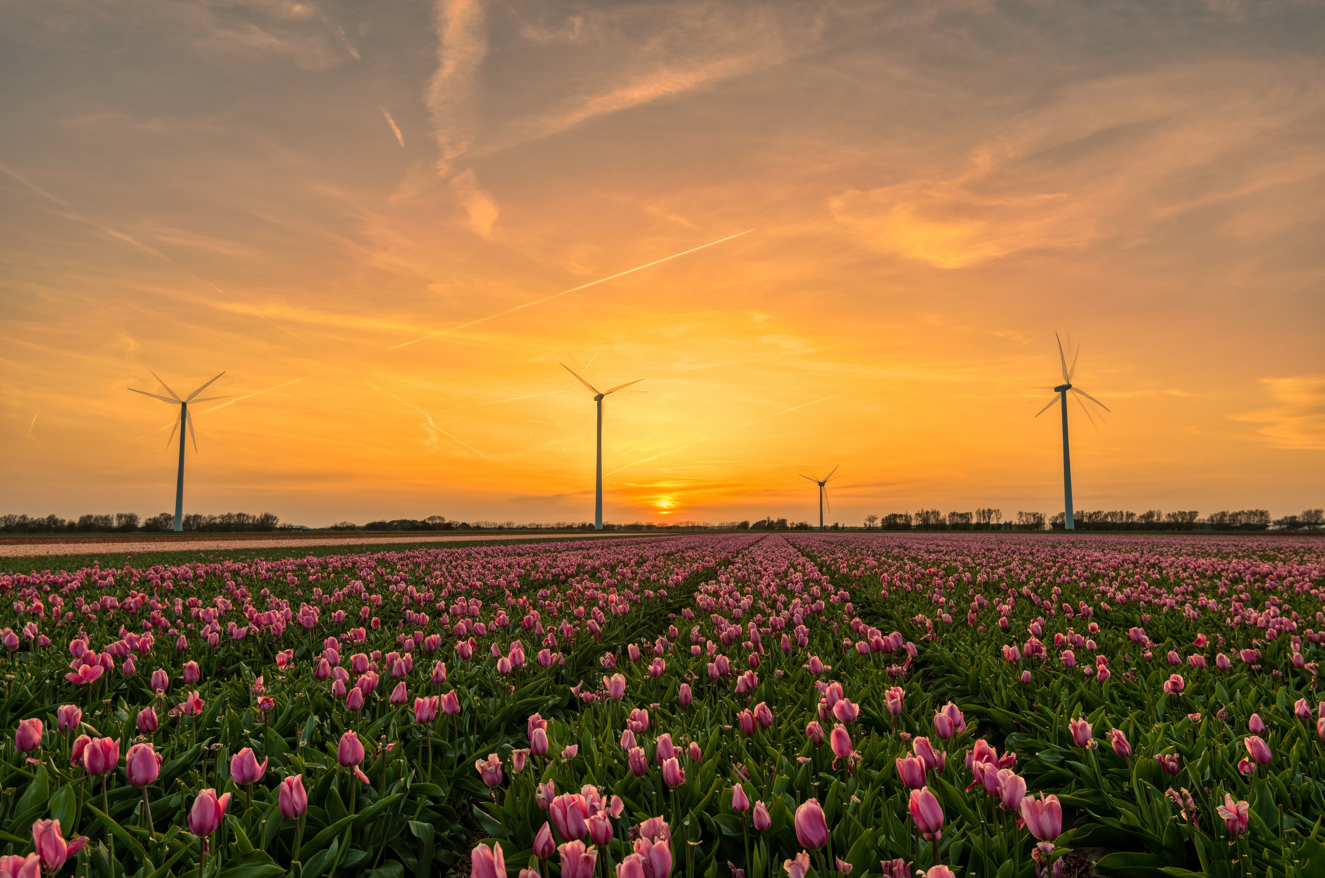 Download mobile wallpaper Sunset, Flower, Tulip, Netherlands, Wind Turbine, Man Made, Pink Flower for free.