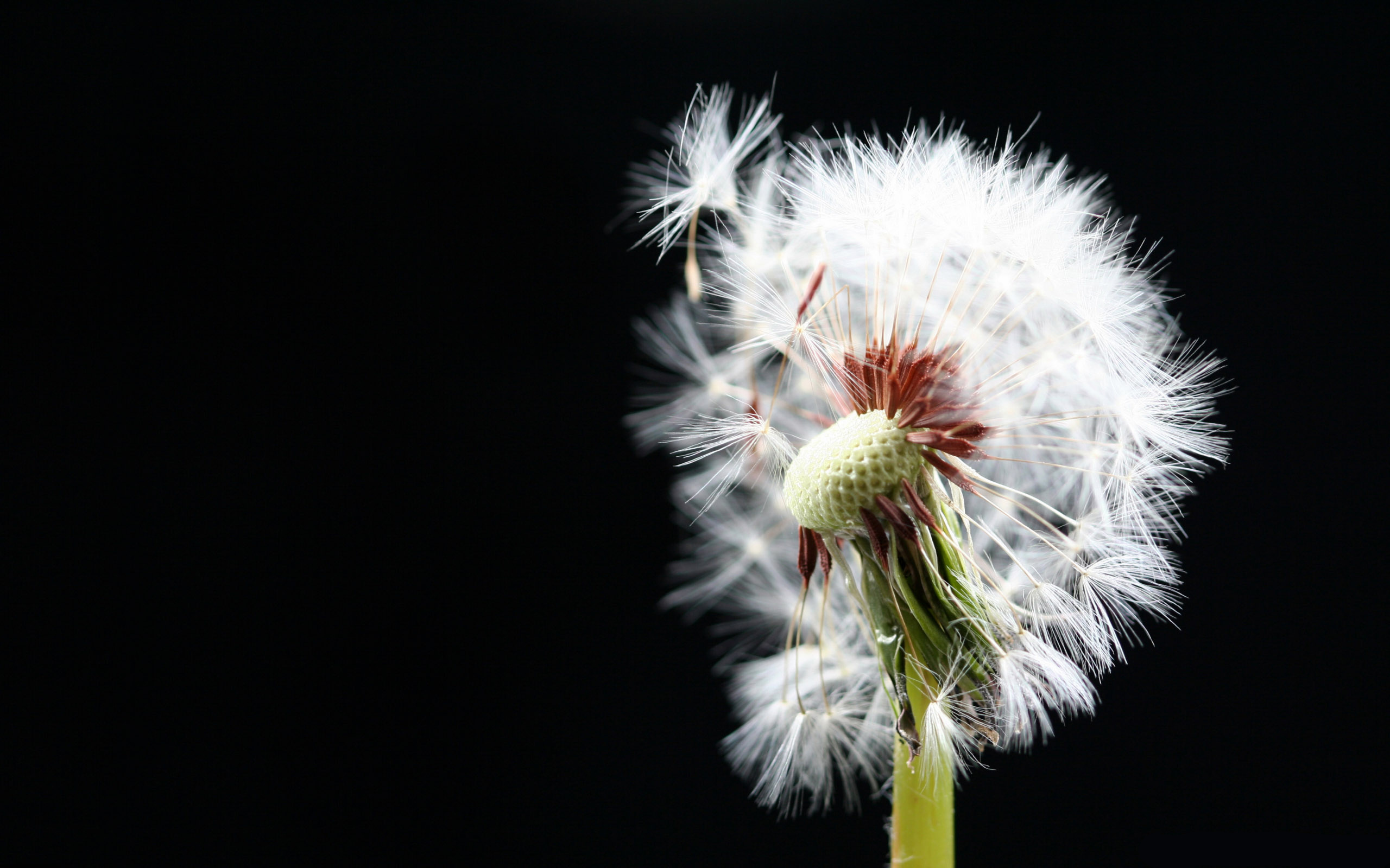 Download mobile wallpaper Dandelion, Close Up, Earth for free.