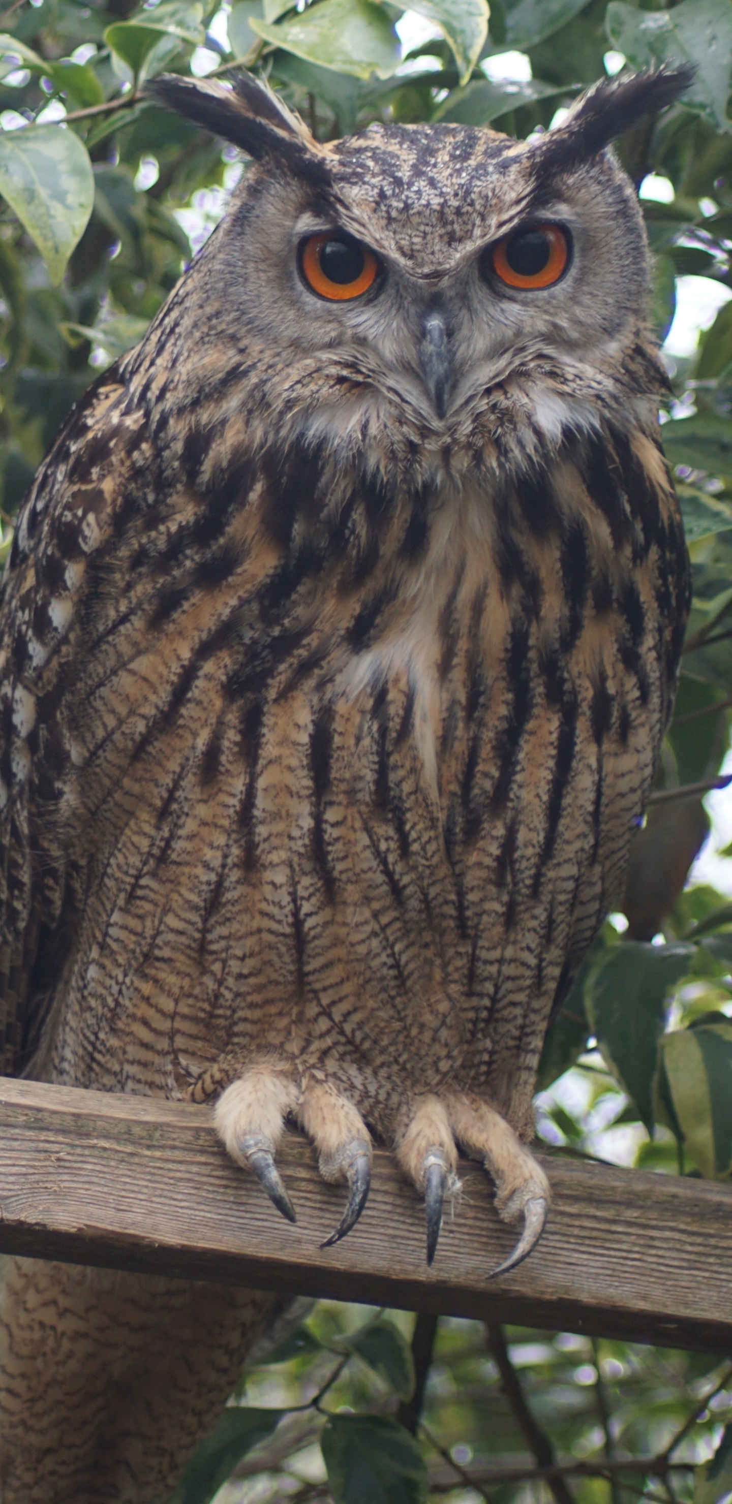 Descarga gratuita de fondo de pantalla para móvil de Animales, Búho, Pájaro, Aves, Ave.