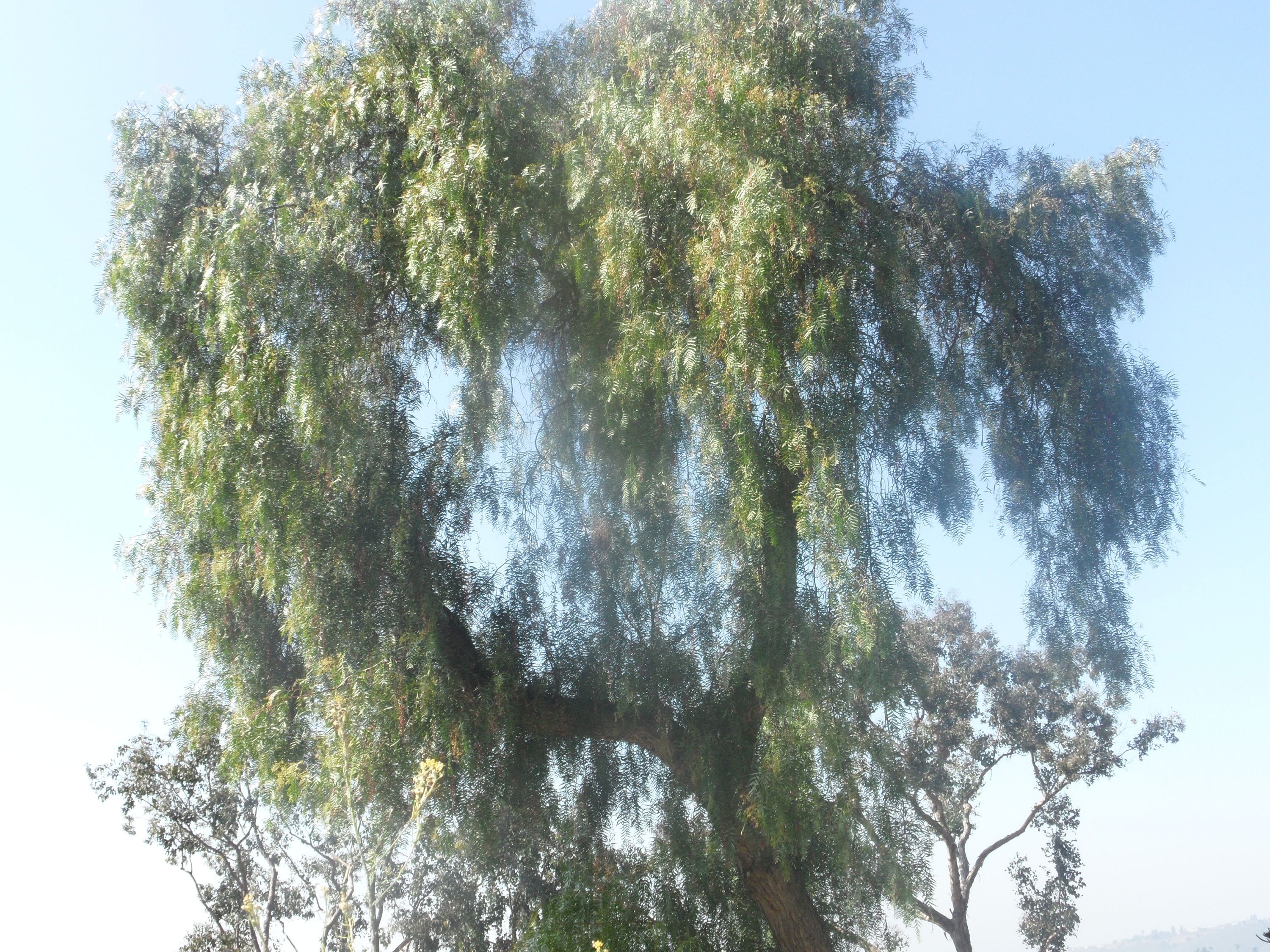 Laden Sie das Baum, Erde/natur-Bild kostenlos auf Ihren PC-Desktop herunter