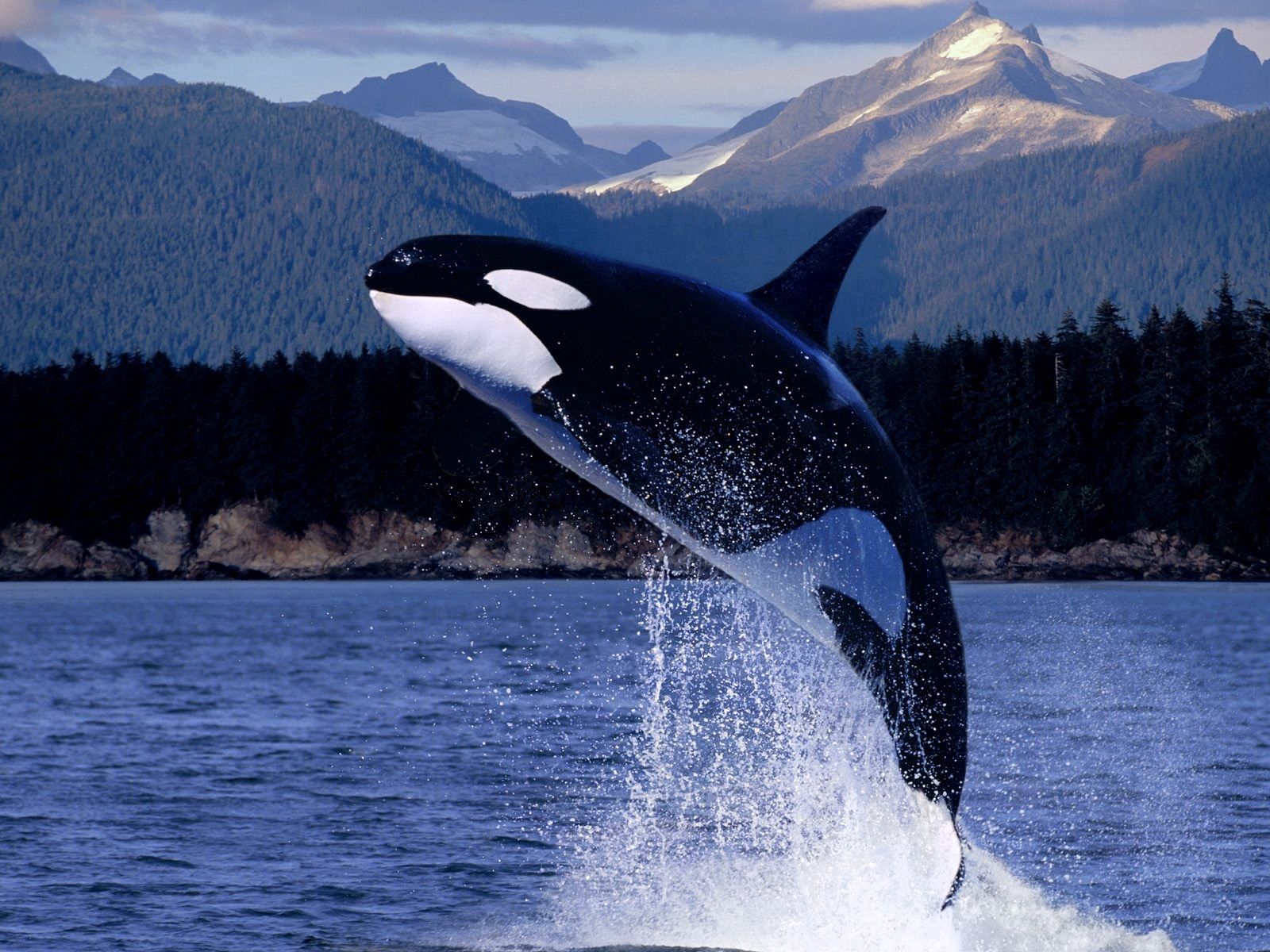 dolphin, bounce, animals, mountains, sea, spray, jump HD wallpaper