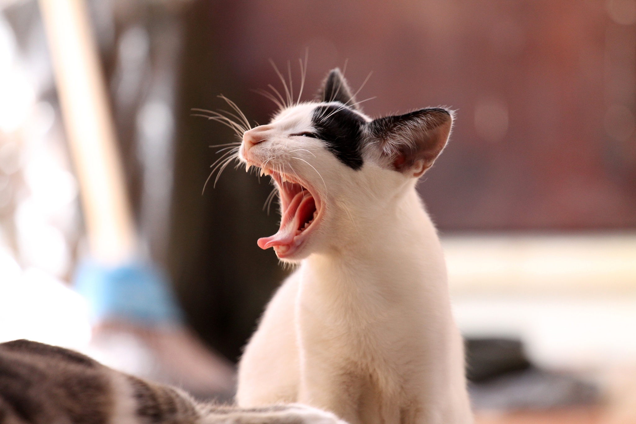 Baixar papel de parede para celular de Gato, Gatos, Animais gratuito.