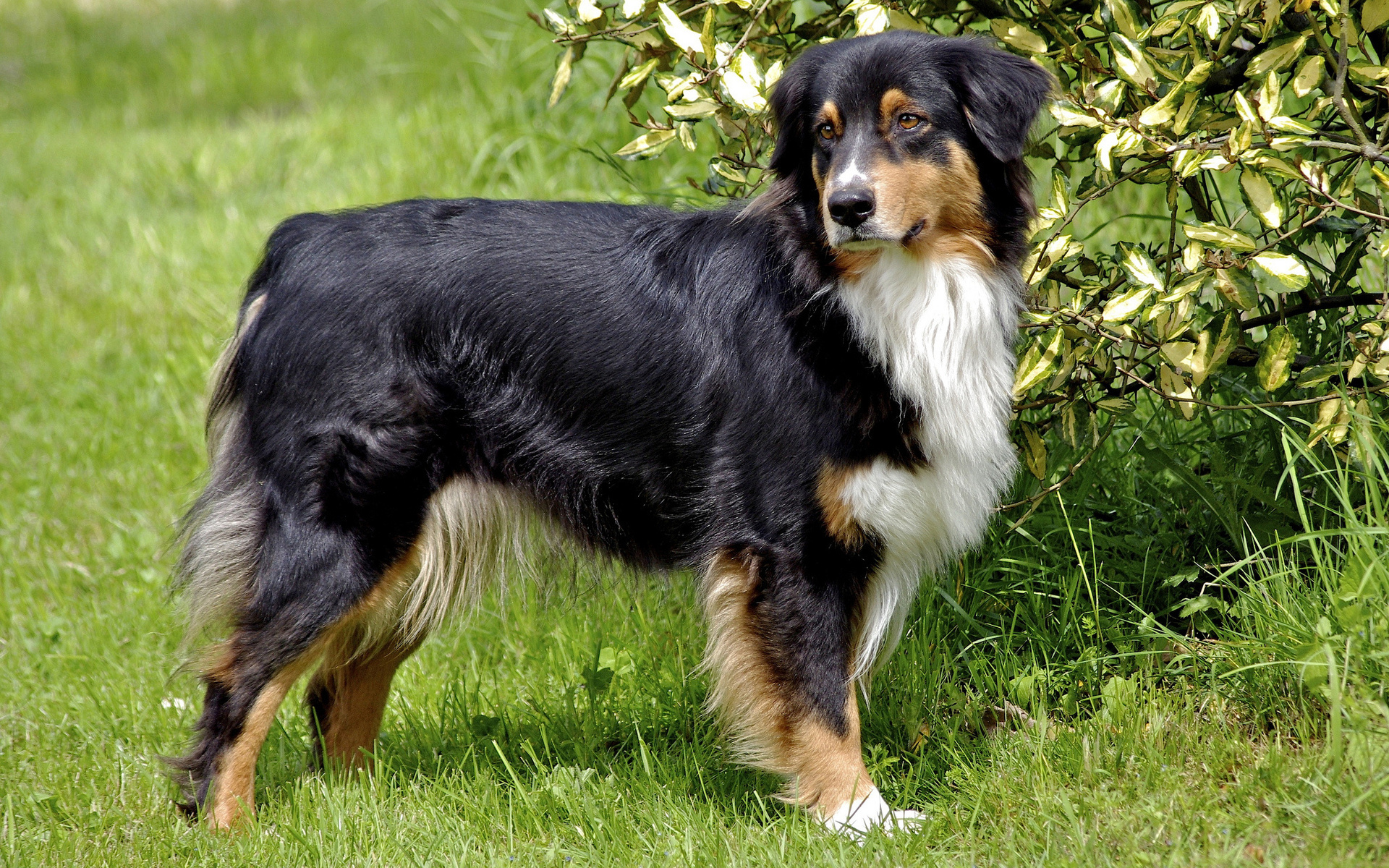 Téléchargez des papiers peints mobile Chiens, Chien, Animaux gratuitement.