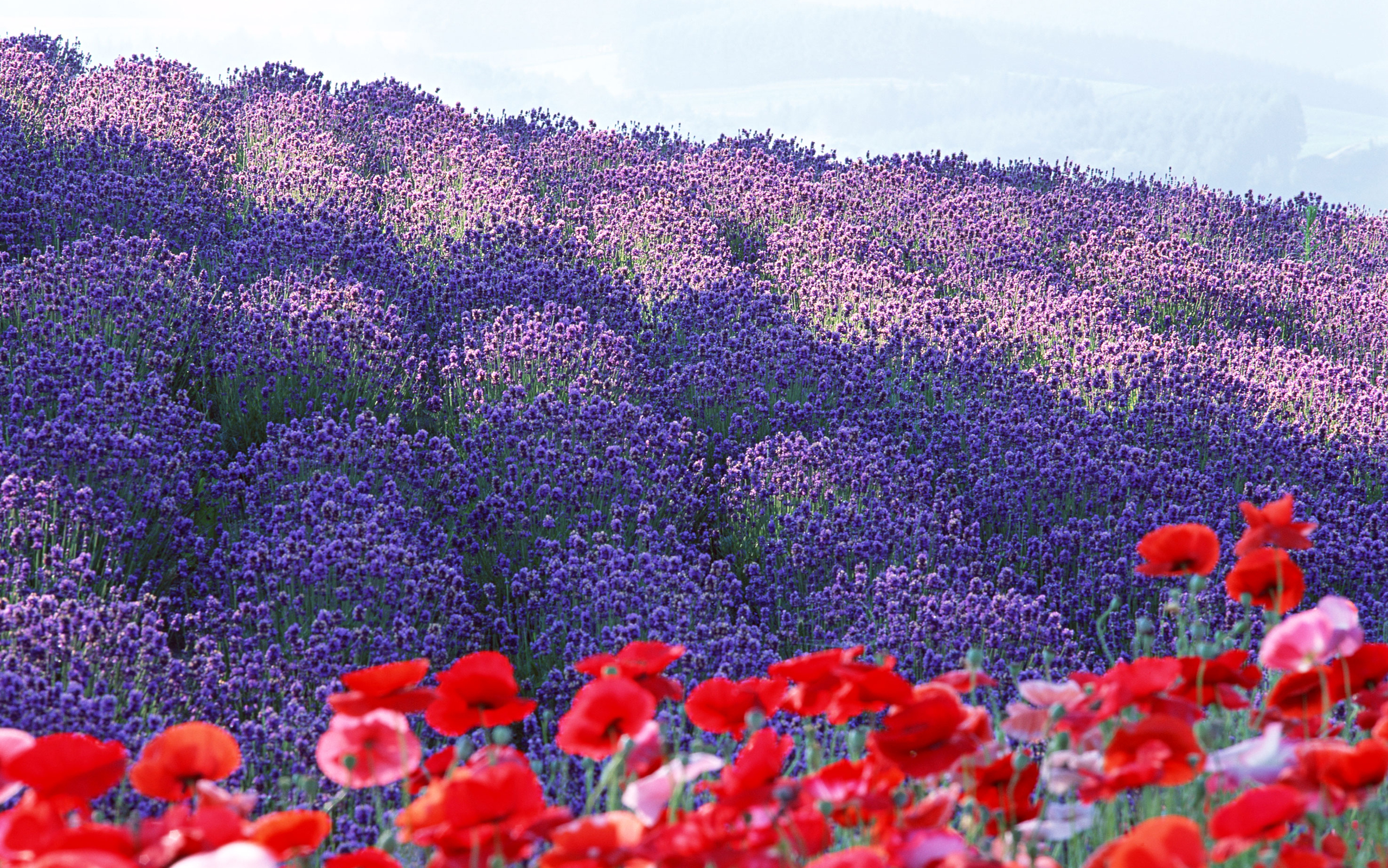 PCデスクトップにフラワーズ, 花, 地球画像を無料でダウンロード