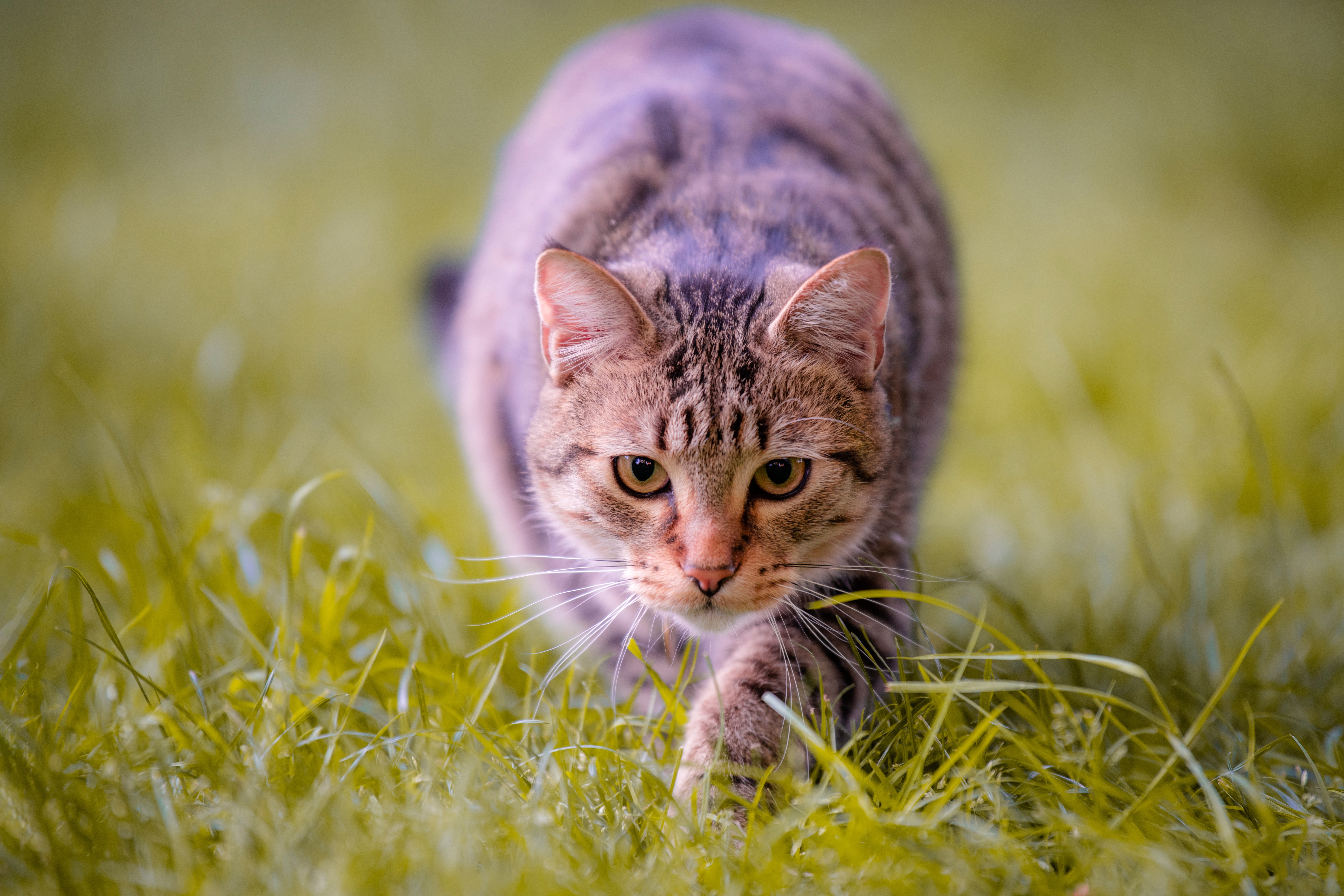PCデスクトップに動物, 草, ネコ, 猫, 見詰める画像を無料でダウンロード
