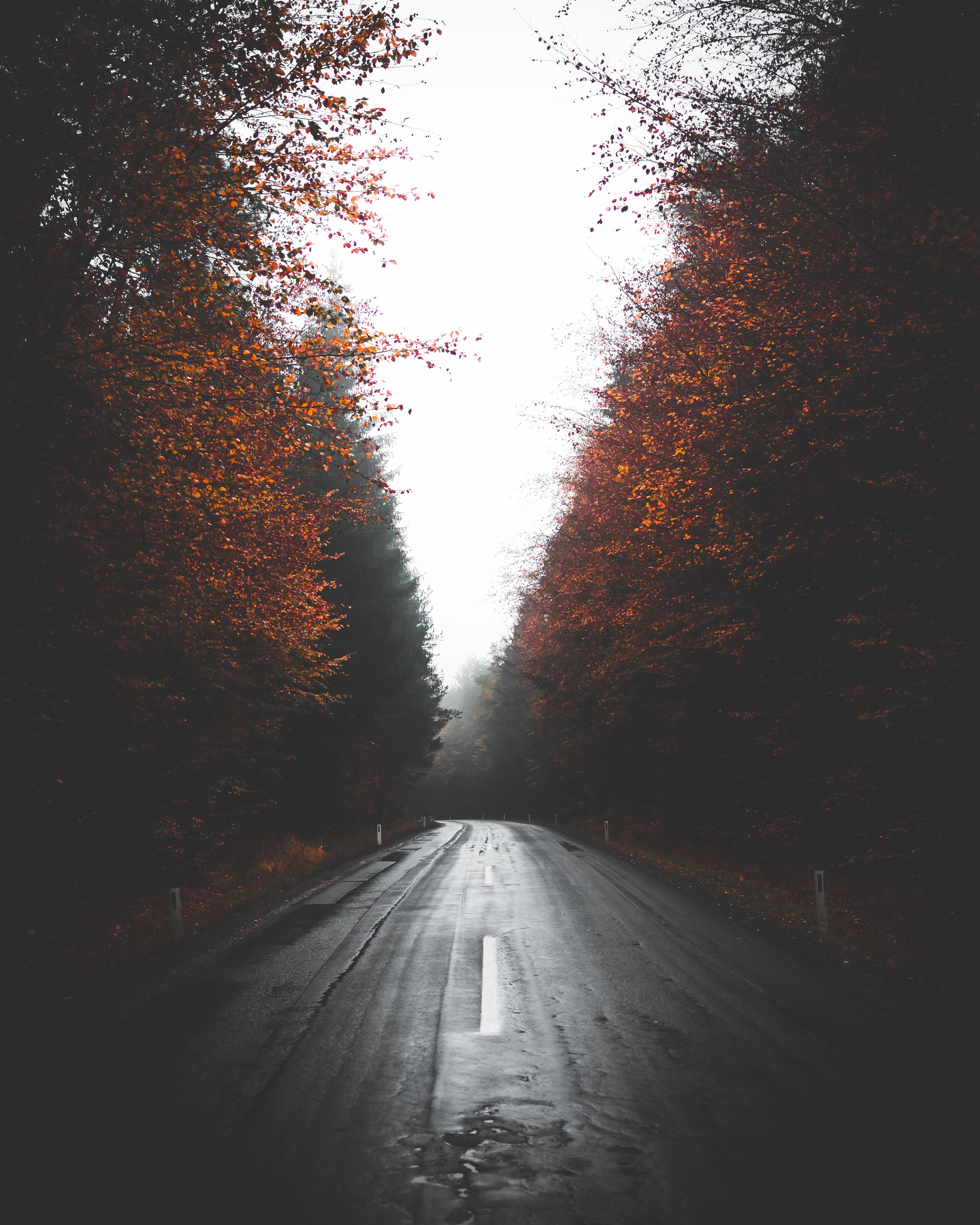 asphalt, autumn, trees, turn, nature, road, fog 4K