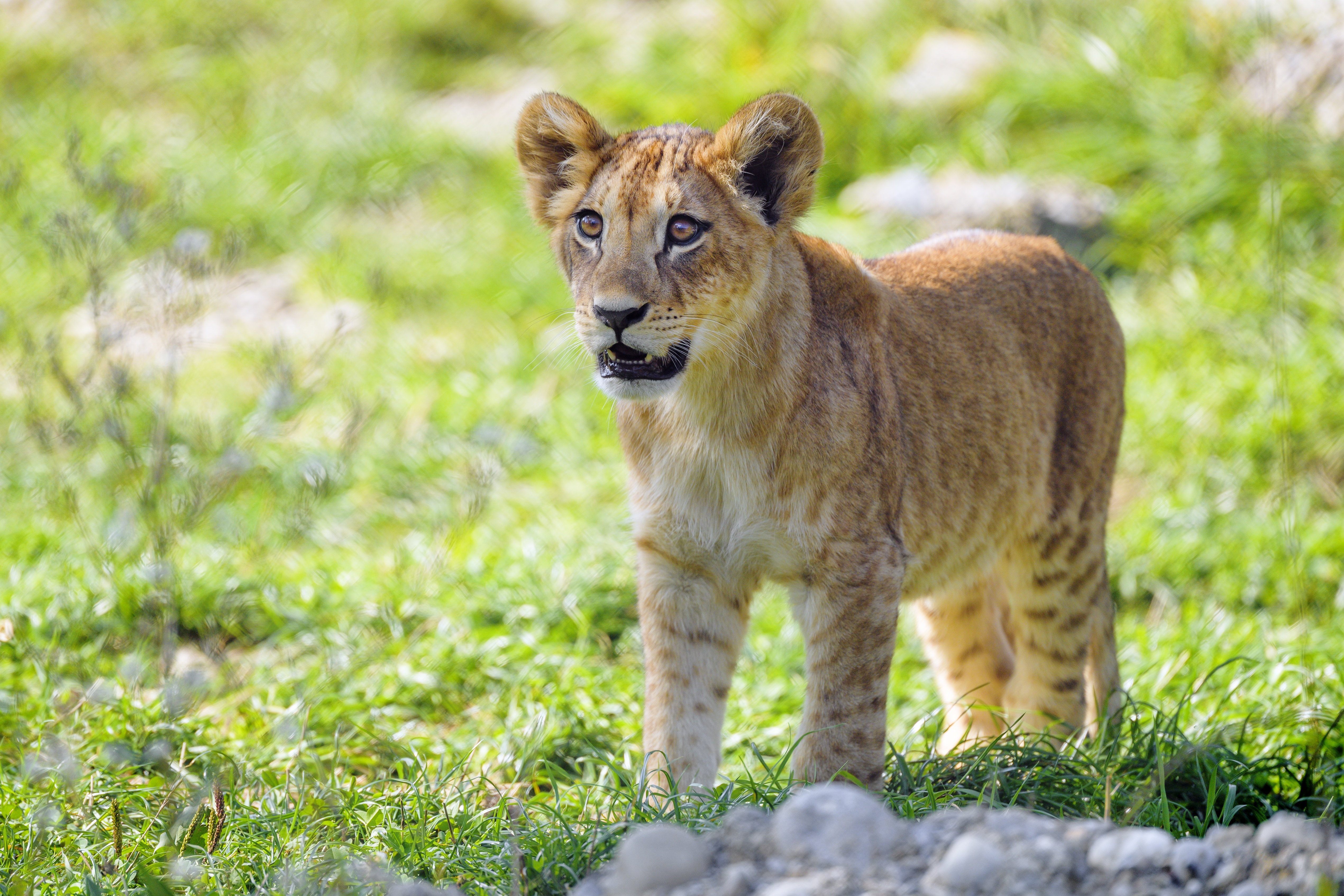 無料モバイル壁紙動物, ライオン, 猫, 赤ちゃん動物, カブをダウンロードします。