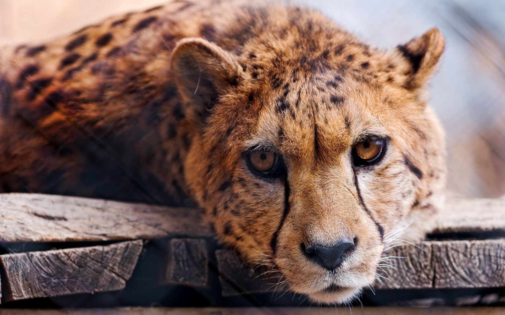 Download mobile wallpaper Muzzle, Predator, Animals, Big Cat, Cheetah for free.