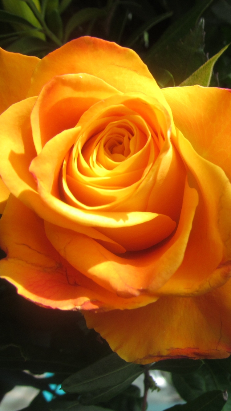 Download mobile wallpaper Flowers, Flower, Rose, Close Up, Earth, Yellow Flower for free.