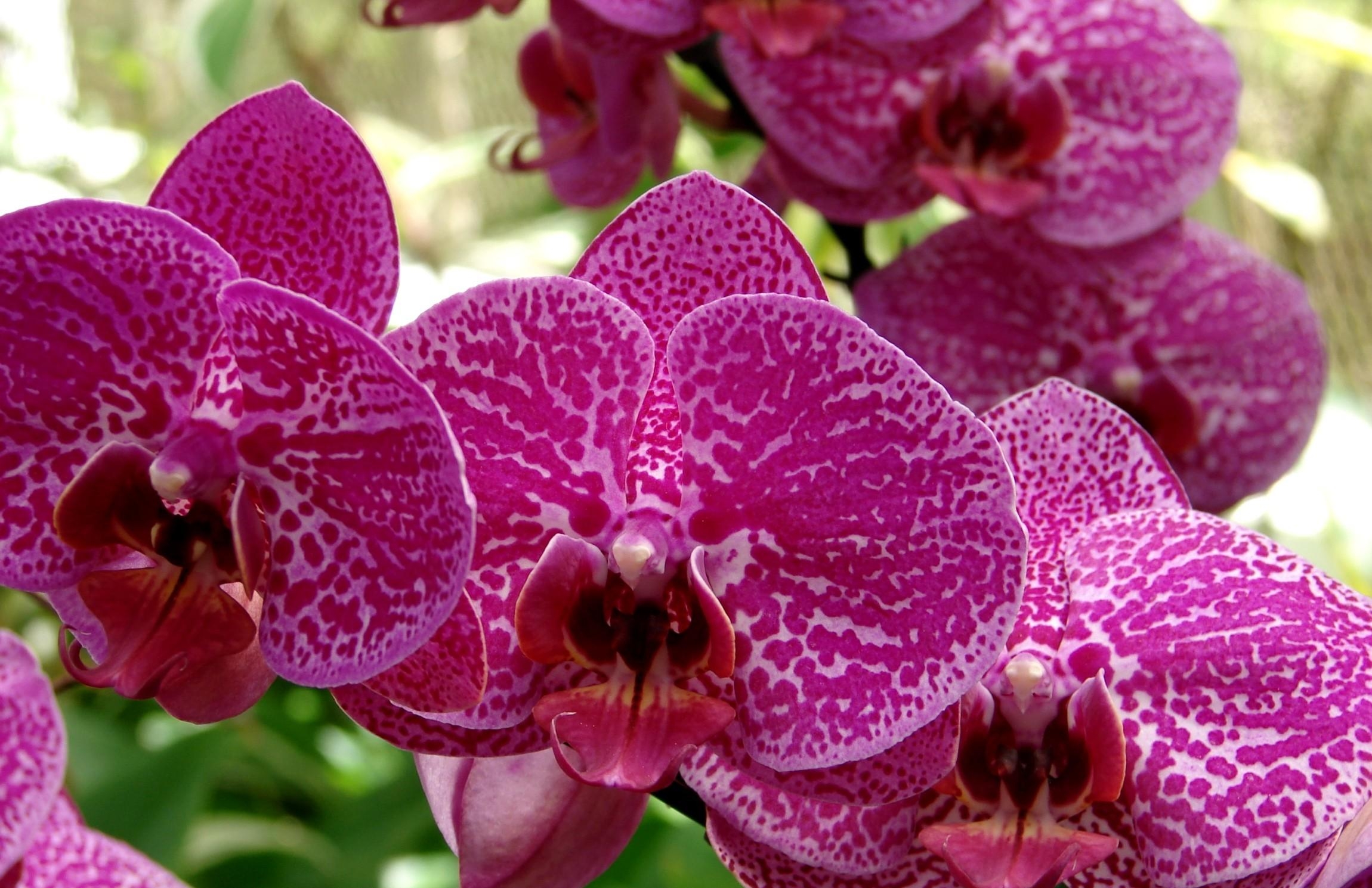 132225 скачать картинку орхидея, крупный план, цветы, цветок, пятнистая - обои и заставки бесплатно