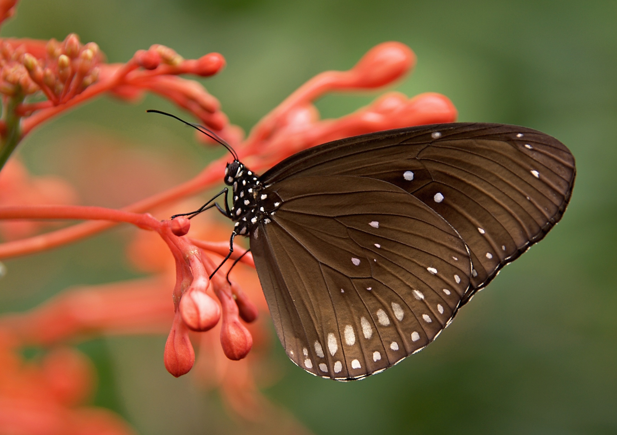 Download mobile wallpaper Flower, Insect, Butterfly, Animal, Red Flower for free.