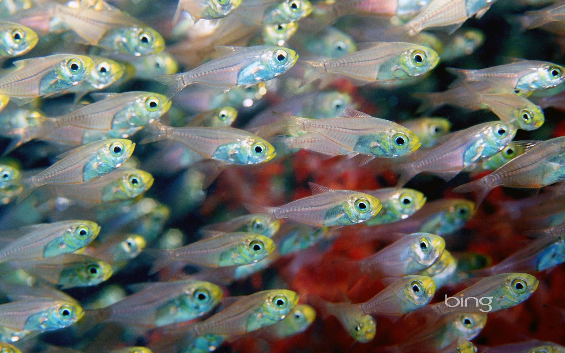 Laden Sie das Fische, Fisch, Tiere-Bild kostenlos auf Ihren PC-Desktop herunter