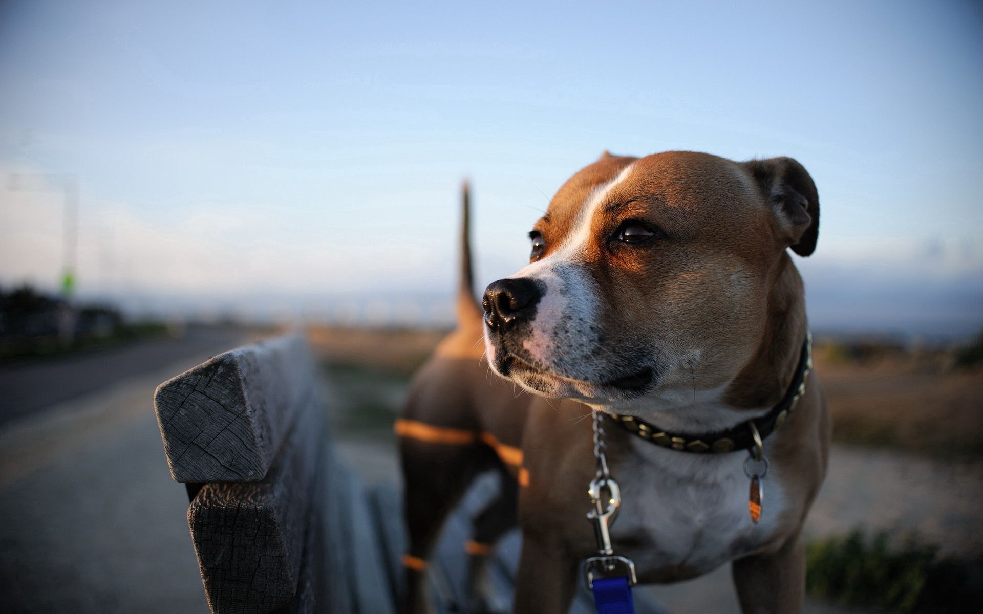 Handy-Wallpaper Hund, Schnauze, Kragen, Halsband, Tiere kostenlos herunterladen.