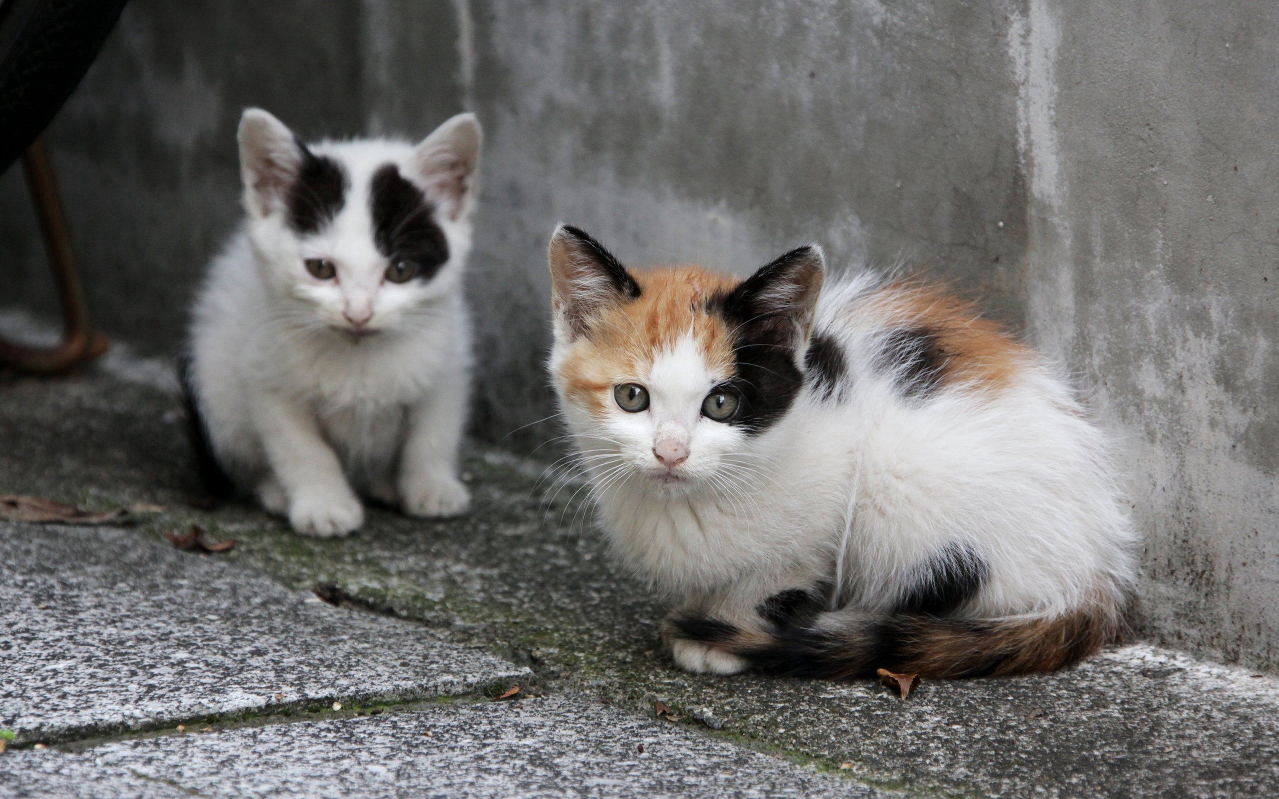 kittens, animals, sit, couple, pair, homeless