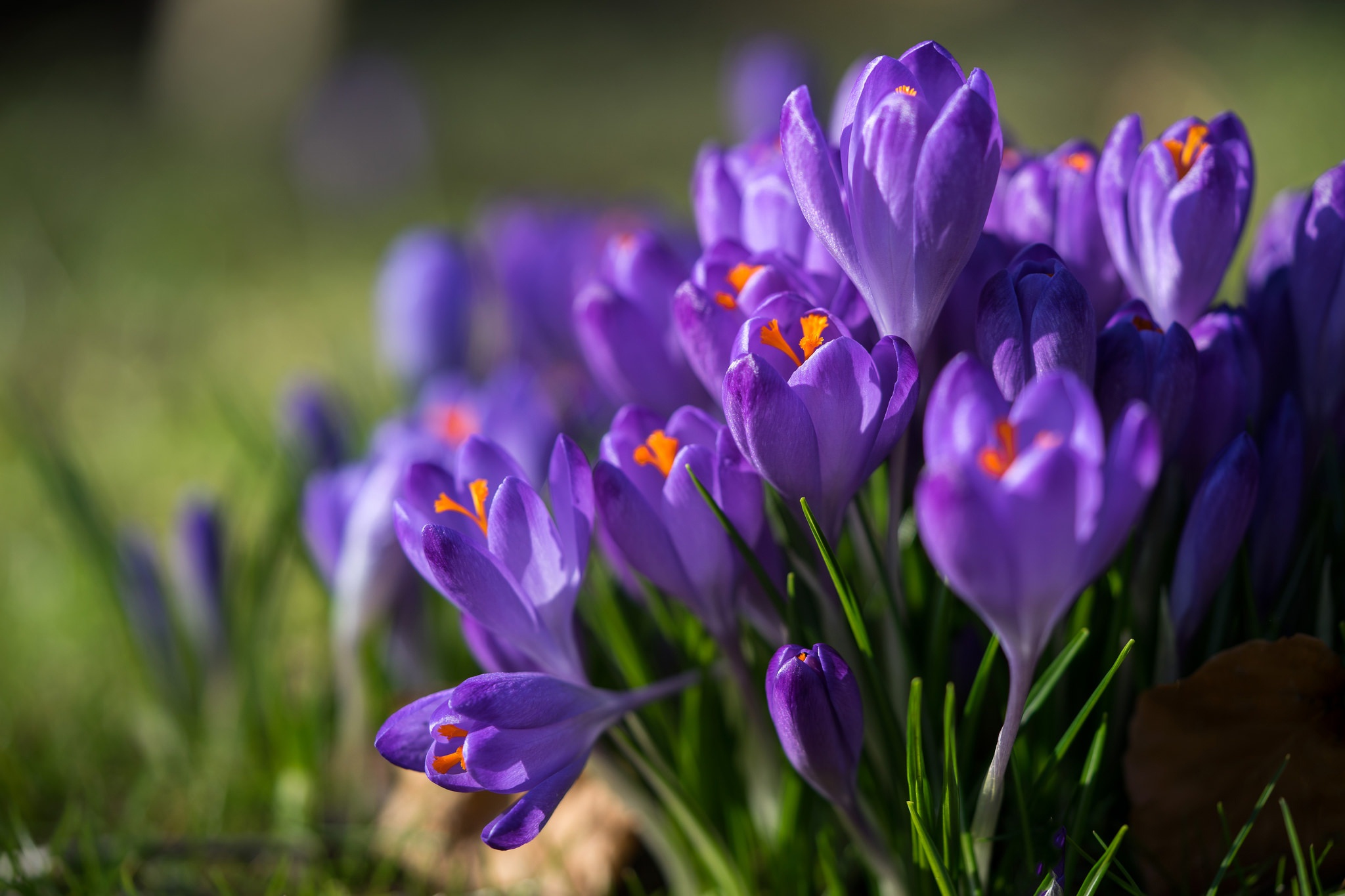 Free download wallpaper Nature, Flowers, Flower, Macro, Earth, Crocus, Purple Flower on your PC desktop