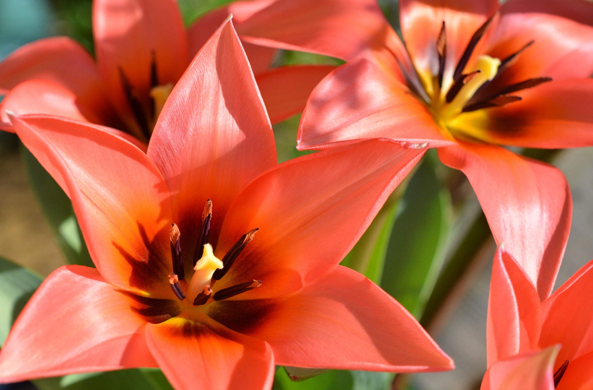 Free download wallpaper Nature, Flowers, Flower, Macro, Earth, Tulip, Peach Flower on your PC desktop
