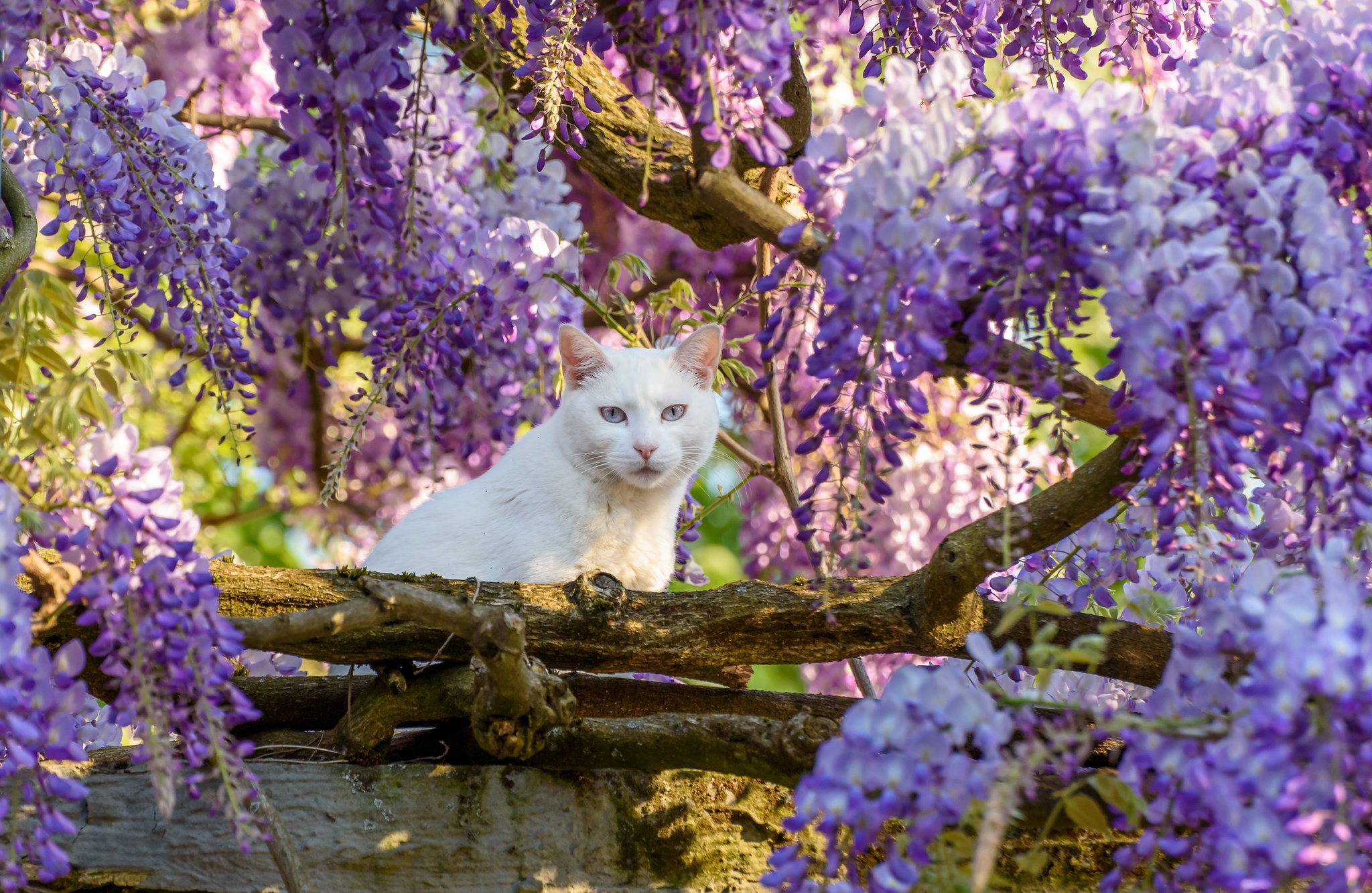 Download mobile wallpaper Cats, Cat, Animal, Wisteria for free.