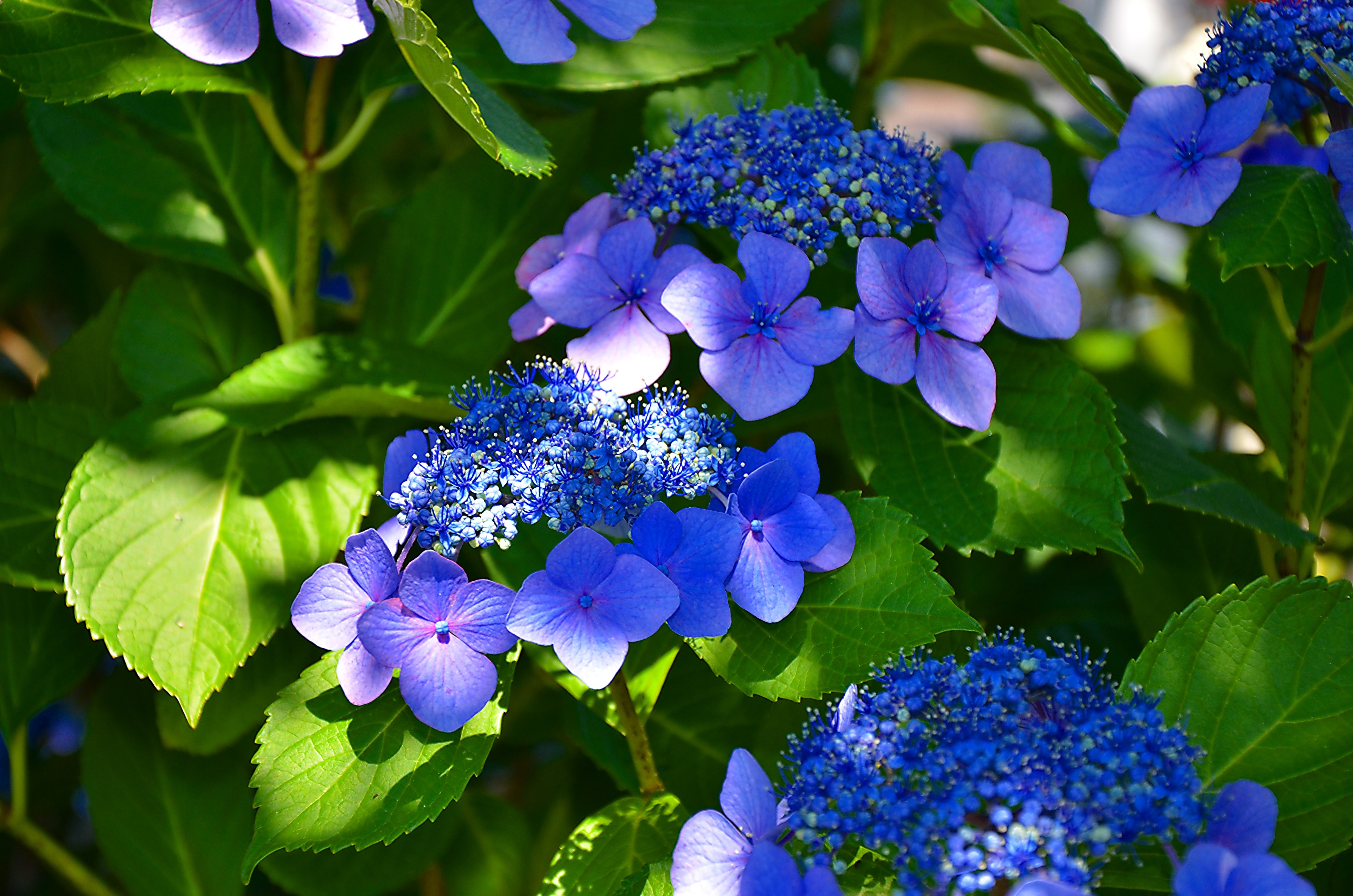 Download mobile wallpaper Flowers, Flower, Leaf, Earth, Hydrangea, Blue Flower for free.
