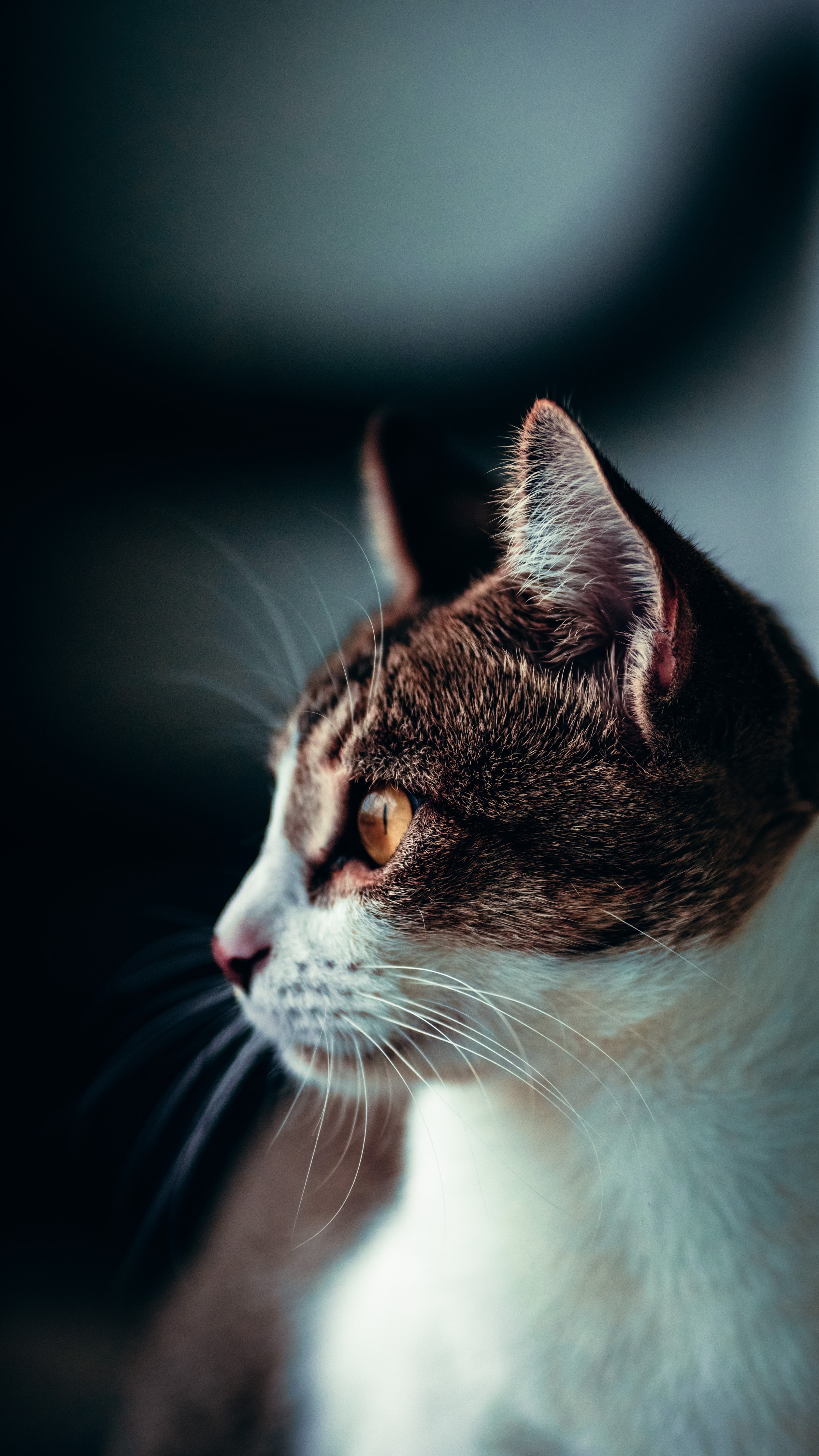 cat, animals, pet, sight, opinion, profile HD wallpaper