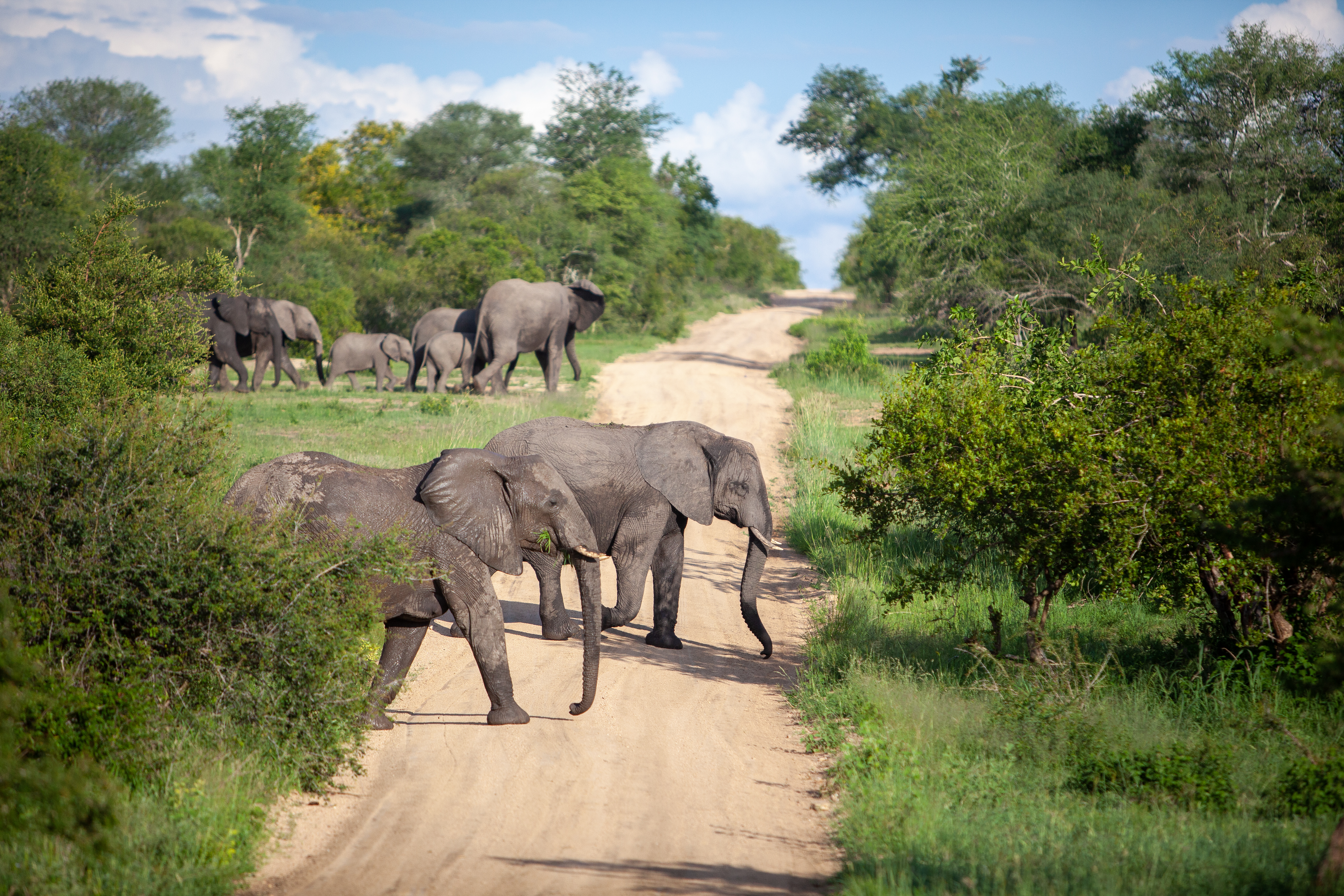 animals, savanna, elephants, road Desktop Wallpaper