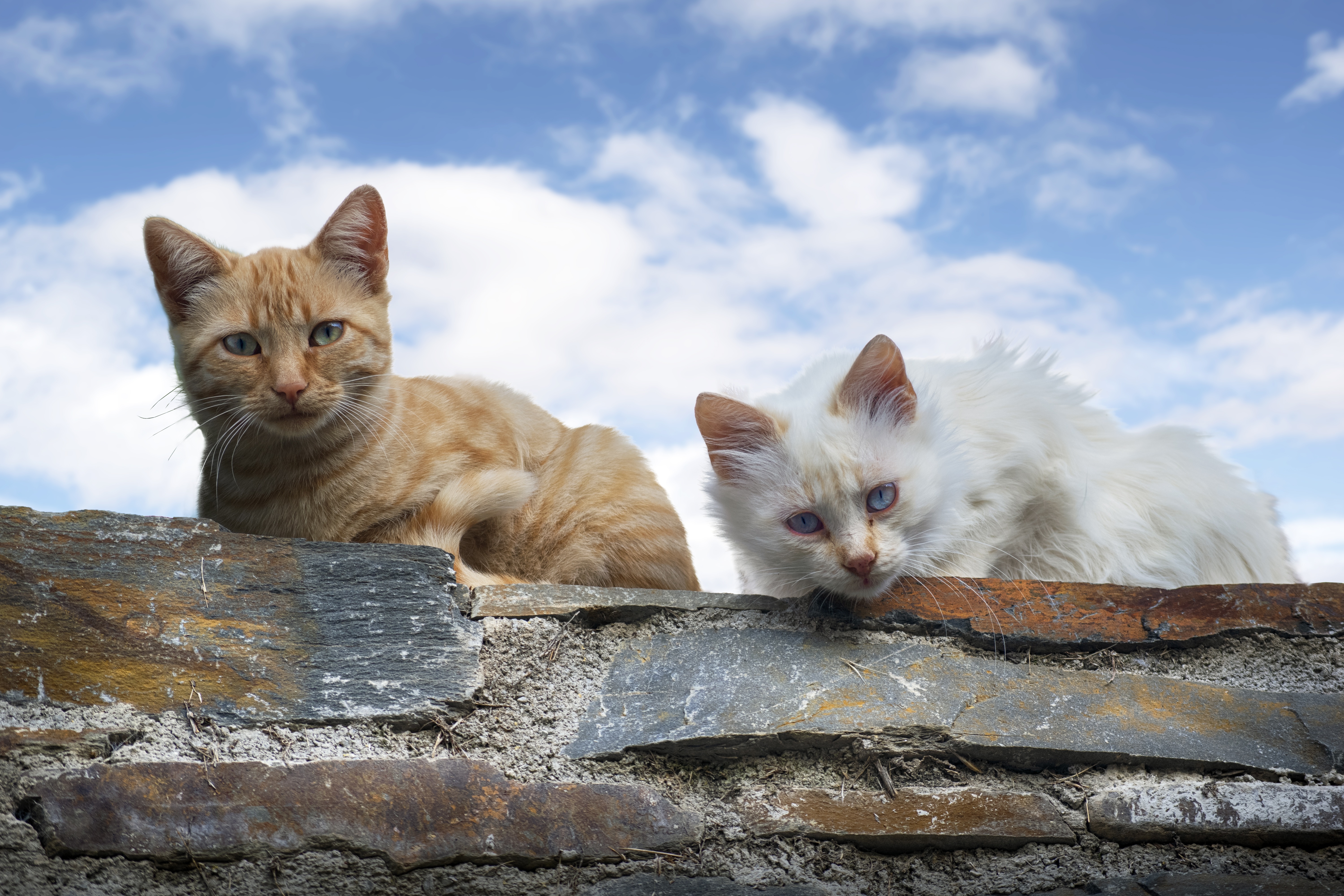 Laden Sie das Tiere, Katzen, Katze-Bild kostenlos auf Ihren PC-Desktop herunter