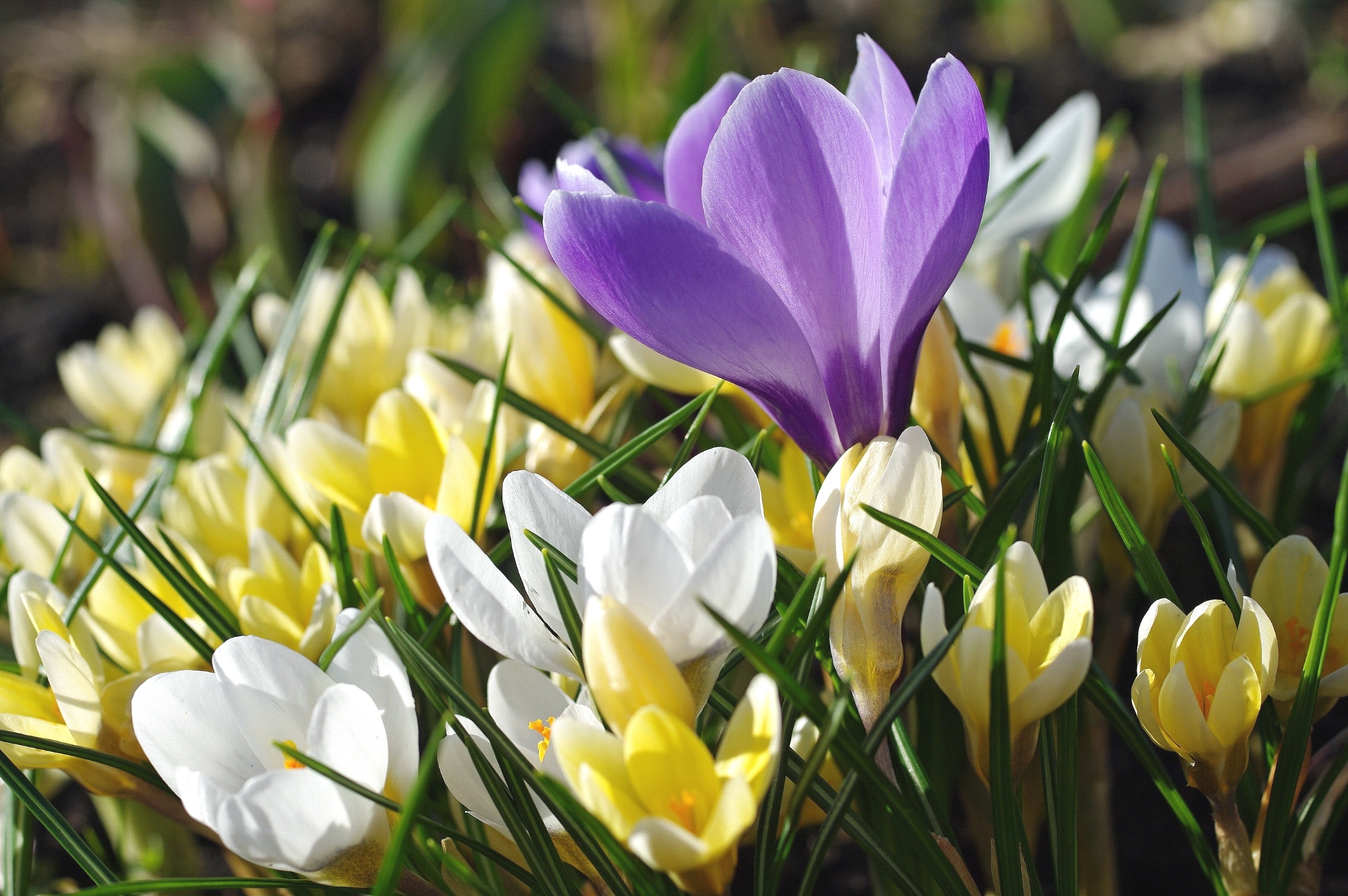 PCデスクトップに自然, フラワーズ, 花, 地球, 春, クロッカス, 黄色い花, 白い花, 紫色の花画像を無料でダウンロード
