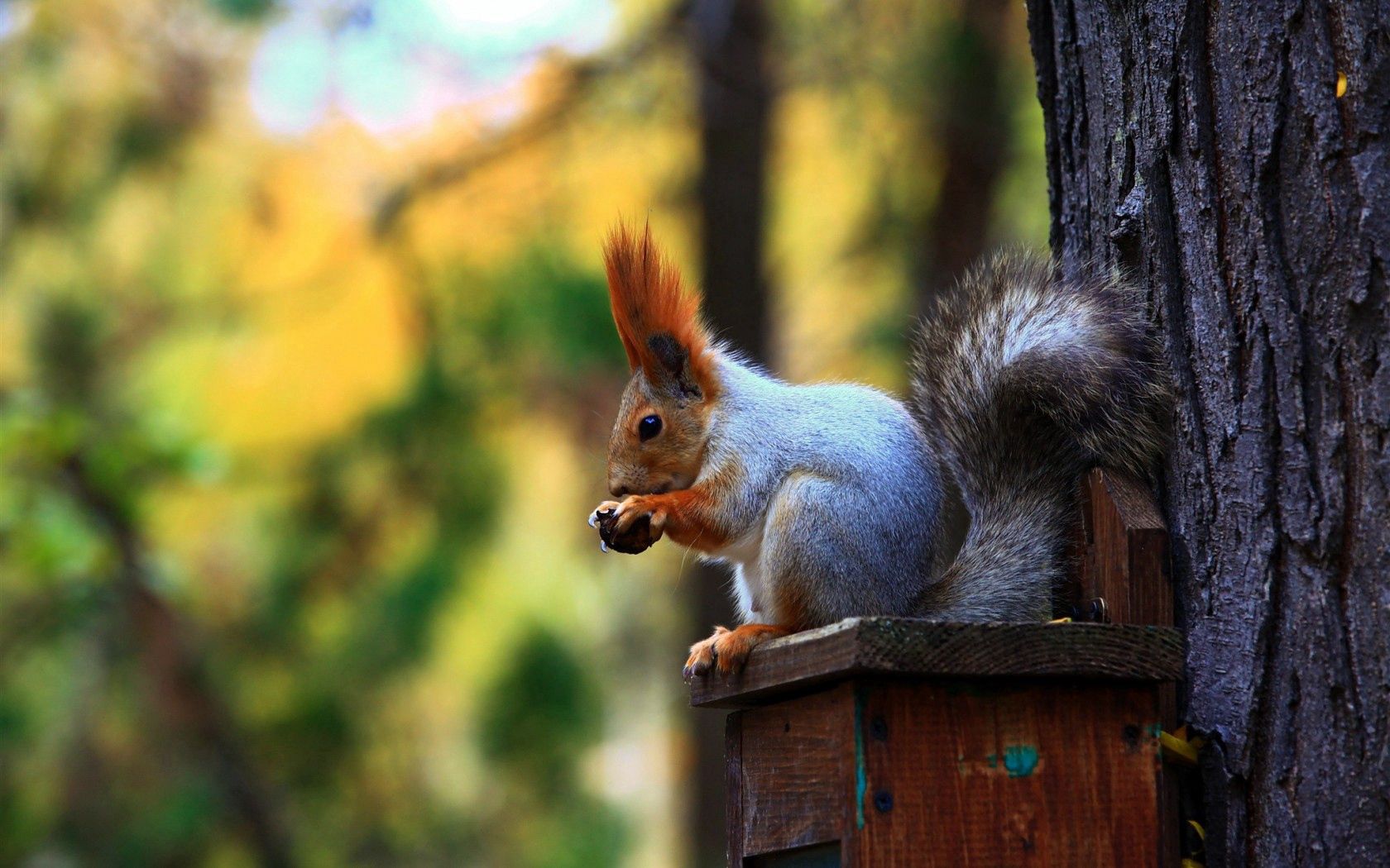 animals, squirrel, wood, forest, tree, ears, tail, trough, feeder