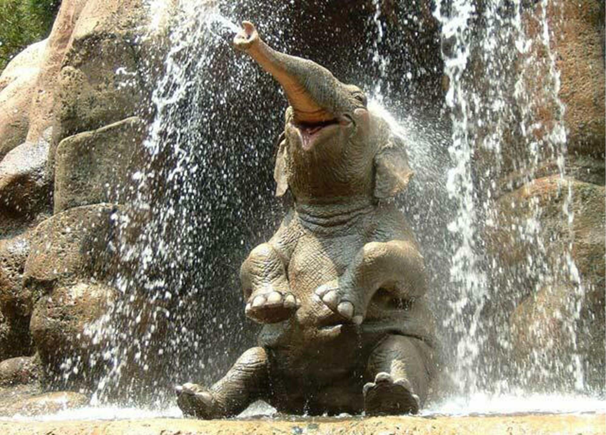 306086 baixar imagens elefante asiático, animais, elefantes - papéis de parede e protetores de tela gratuitamente