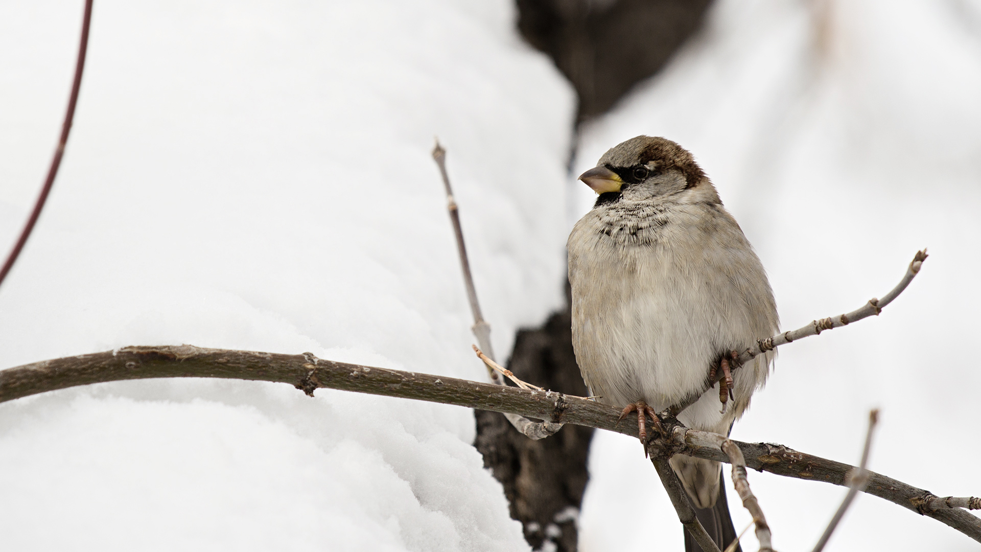 Download mobile wallpaper Birds, Bird, Animal for free.