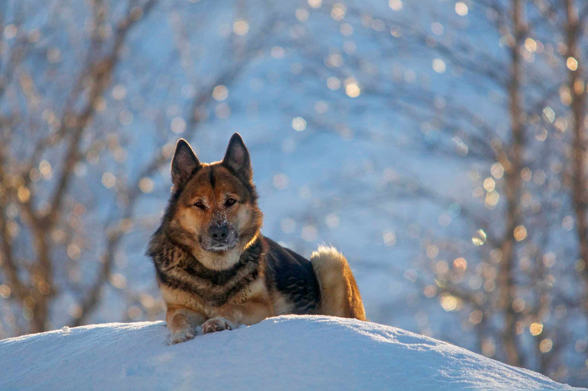 Download mobile wallpaper German Shepherd, Bokeh, Dogs, Snow, Dog, Winter, Animal for free.