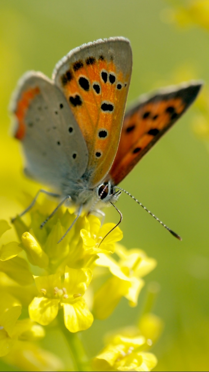 Download mobile wallpaper Butterfly, Animal for free.