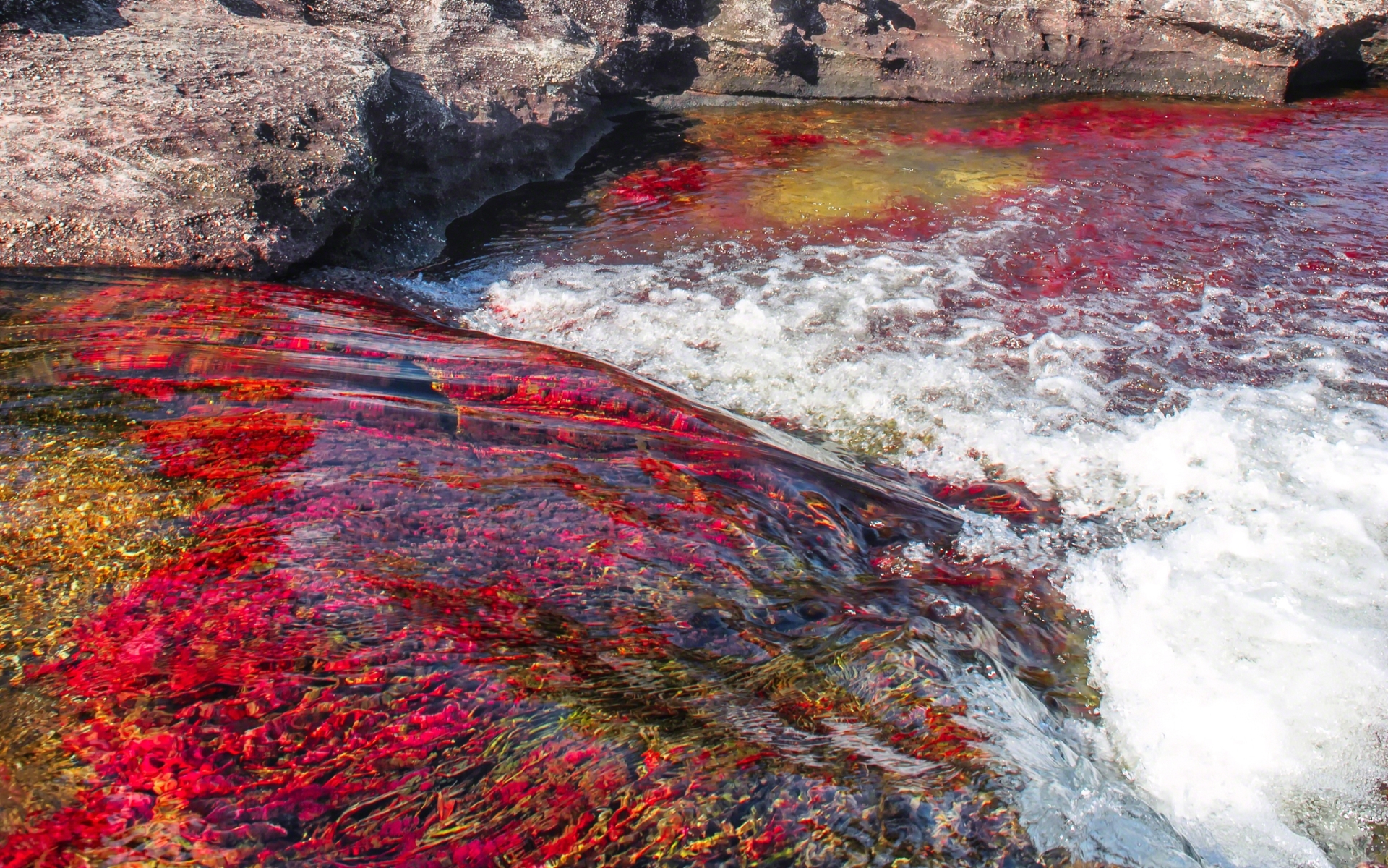 641143 descargar imagen caño cristales, tierra/naturaleza: fondos de pantalla y protectores de pantalla gratis