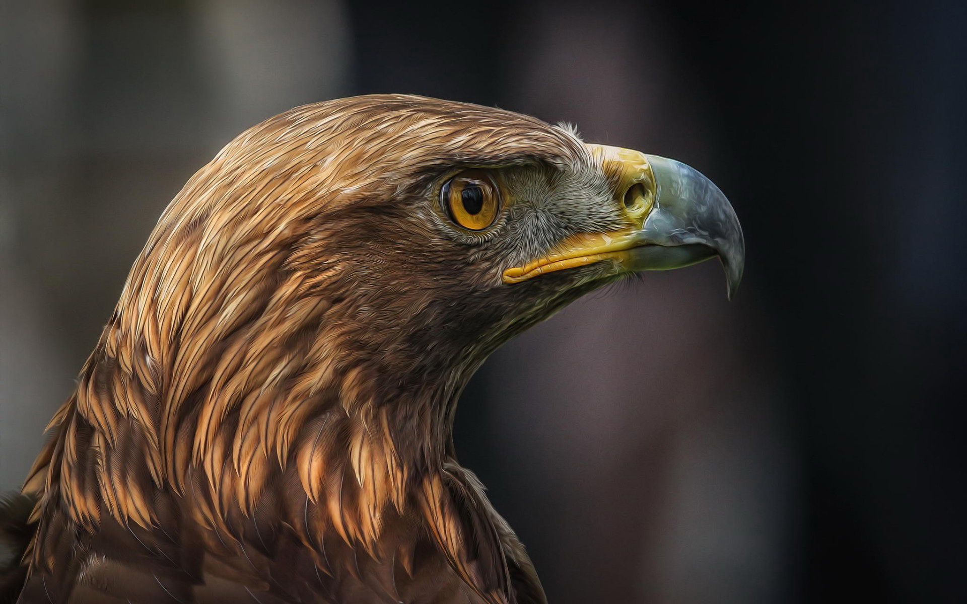 Baixar papel de parede para celular de Águia, Aves, Animais gratuito.