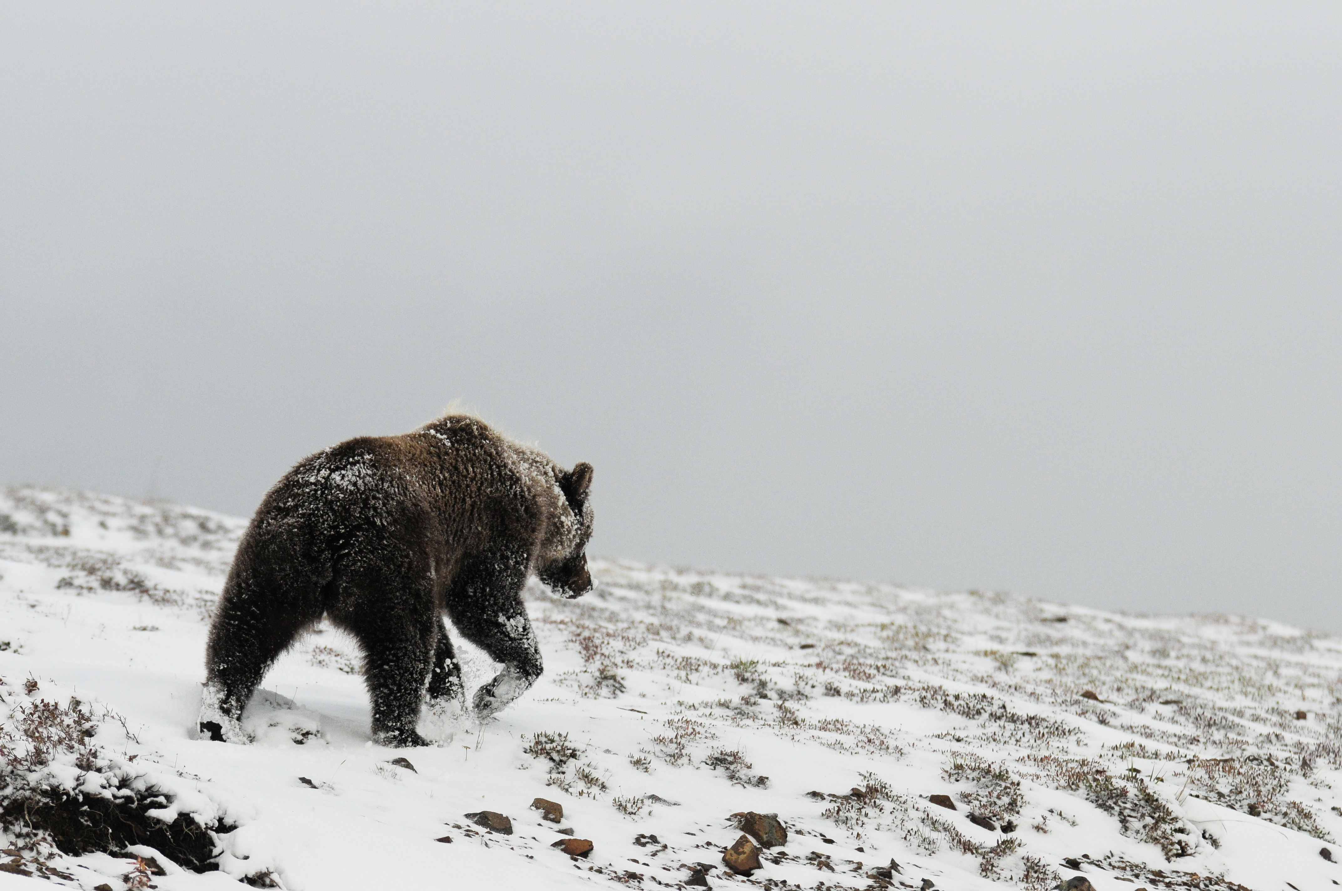 108666 Hintergrundbild herunterladen tiere, winter, schnee, bär, grizzly, grizzlybär, norden - Bildschirmschoner und Bilder kostenlos