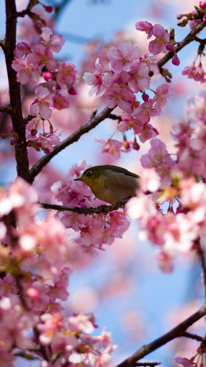 無料モバイル壁紙動物, 自然, 鳥, 花, ブランチ, 春, ピンクの花をダウンロードします。
