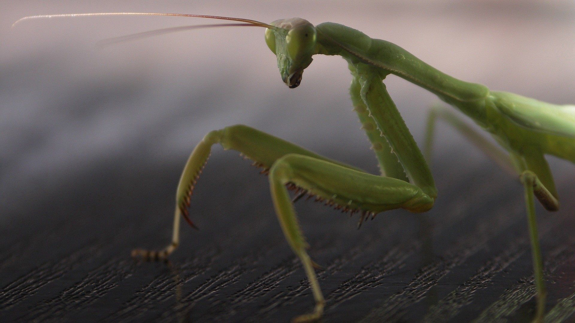 animals, surface, mantis, insect, paws