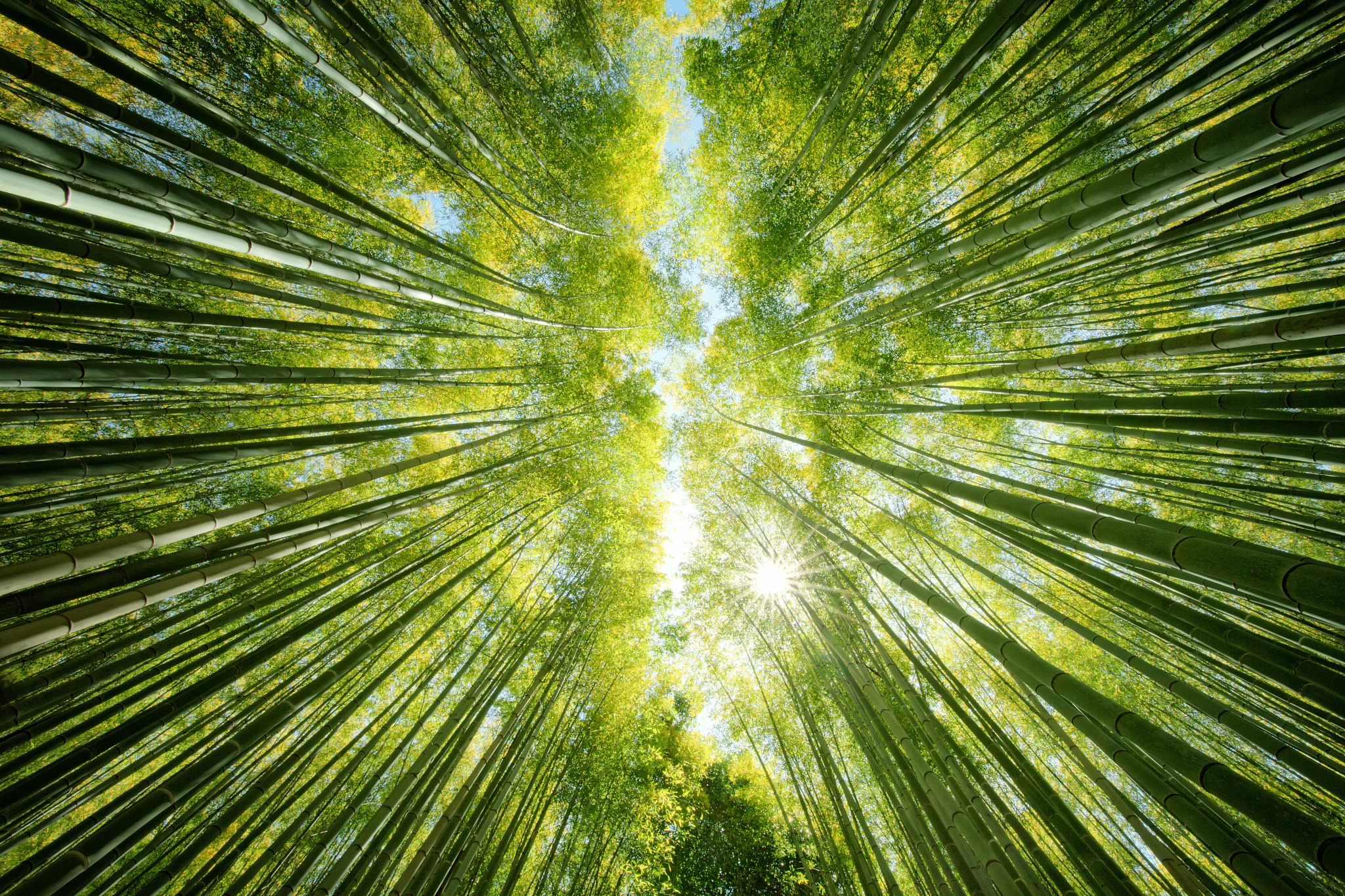 Download mobile wallpaper Nature, Forest, Earth, Bamboo, Greenery for free.