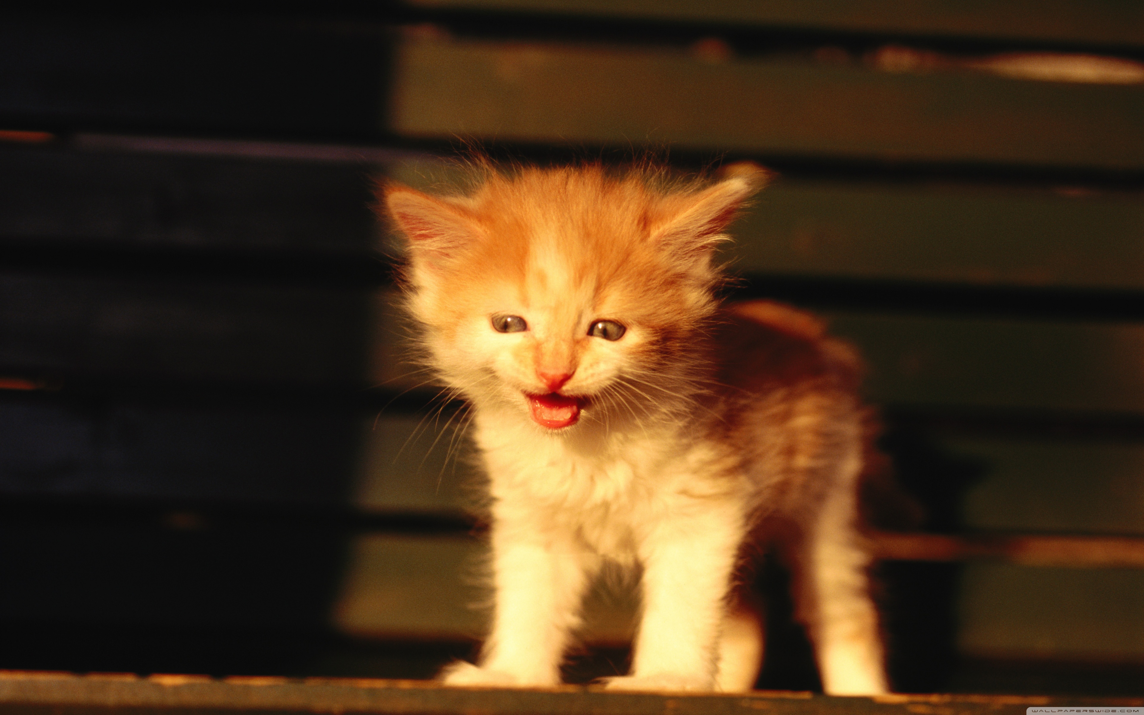 Baixar papel de parede para celular de Animais, Gato gratuito.