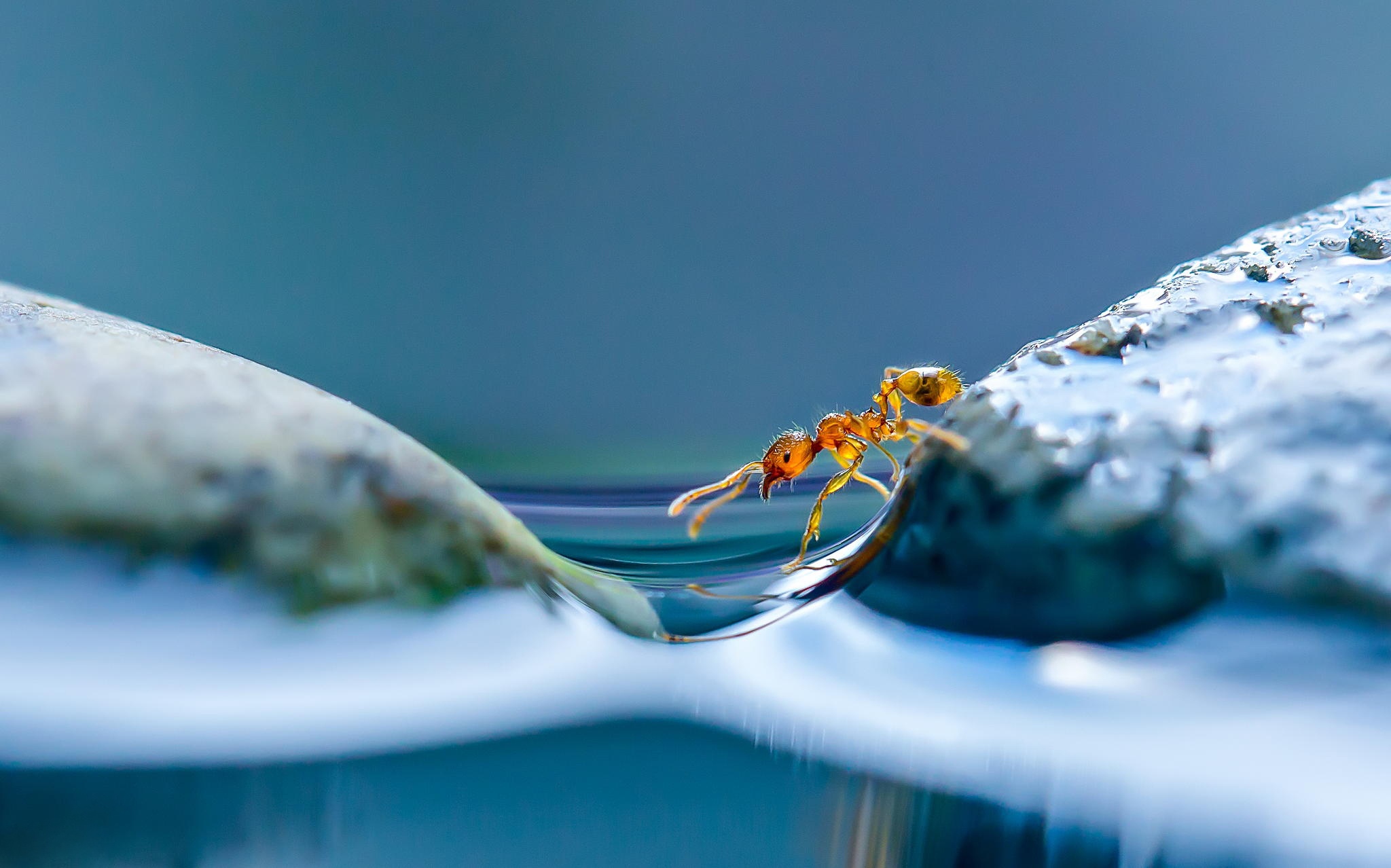 Free download wallpaper Water, Macro, Insect, Animal, Ant on your PC desktop