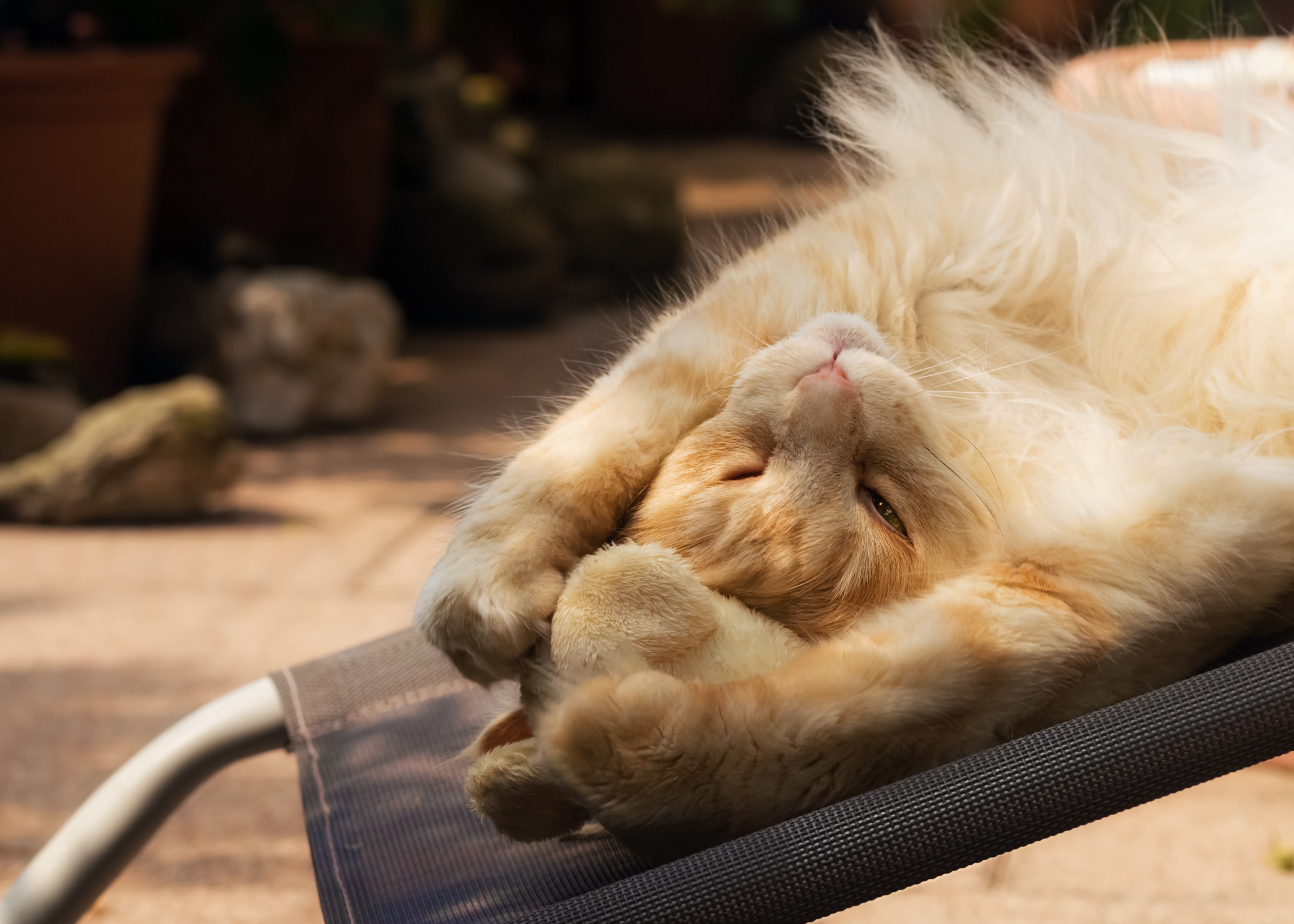 Baixe gratuitamente a imagem Animais, Gatos, Gato, Relaxar na área de trabalho do seu PC