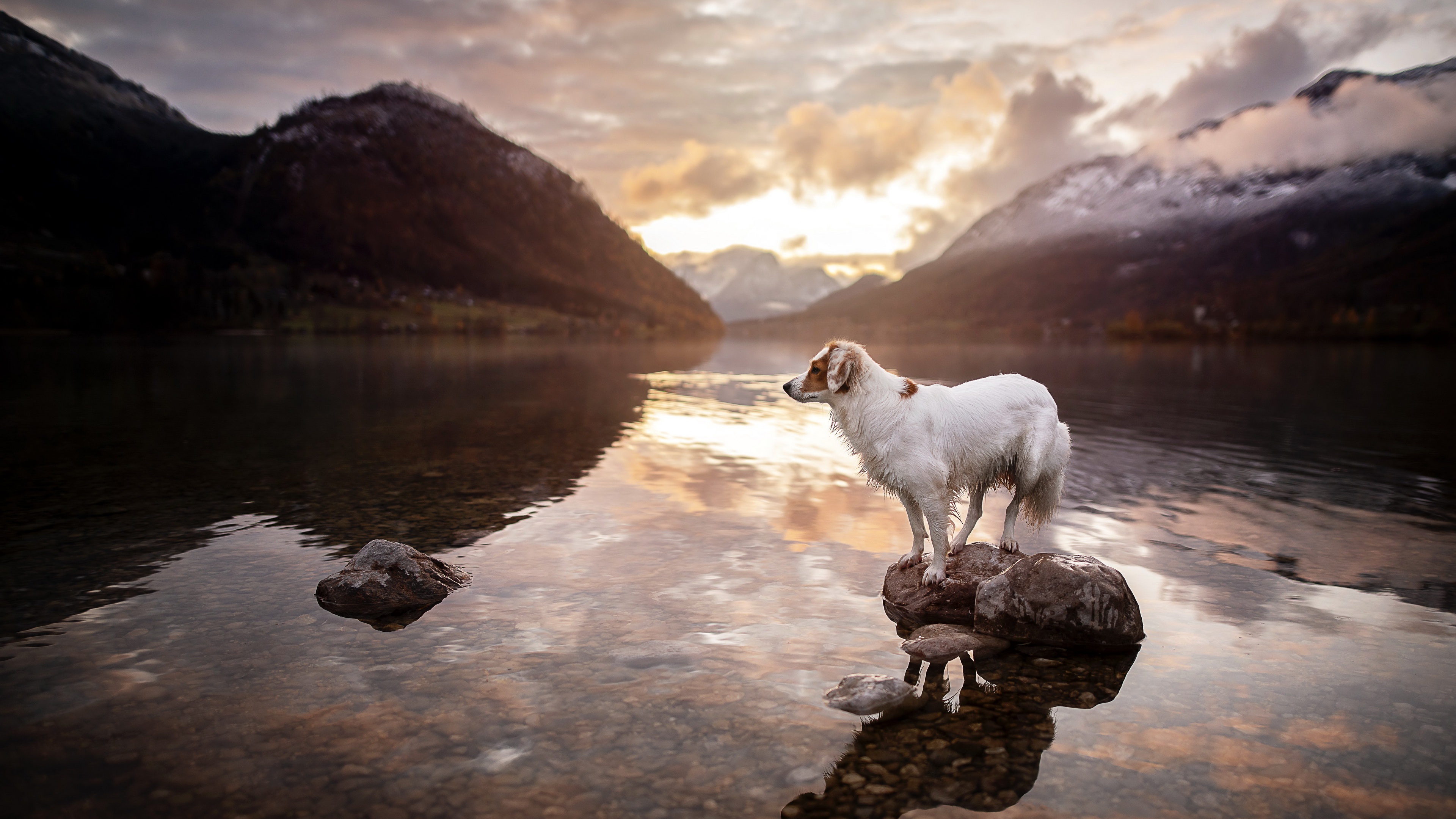 Download mobile wallpaper Dogs, Lake, Dog, Animal for free.