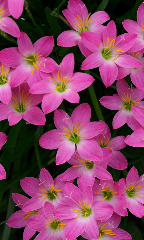 Download mobile wallpaper Flowers, Flower, Earth, Lily, Pink Flower for free.