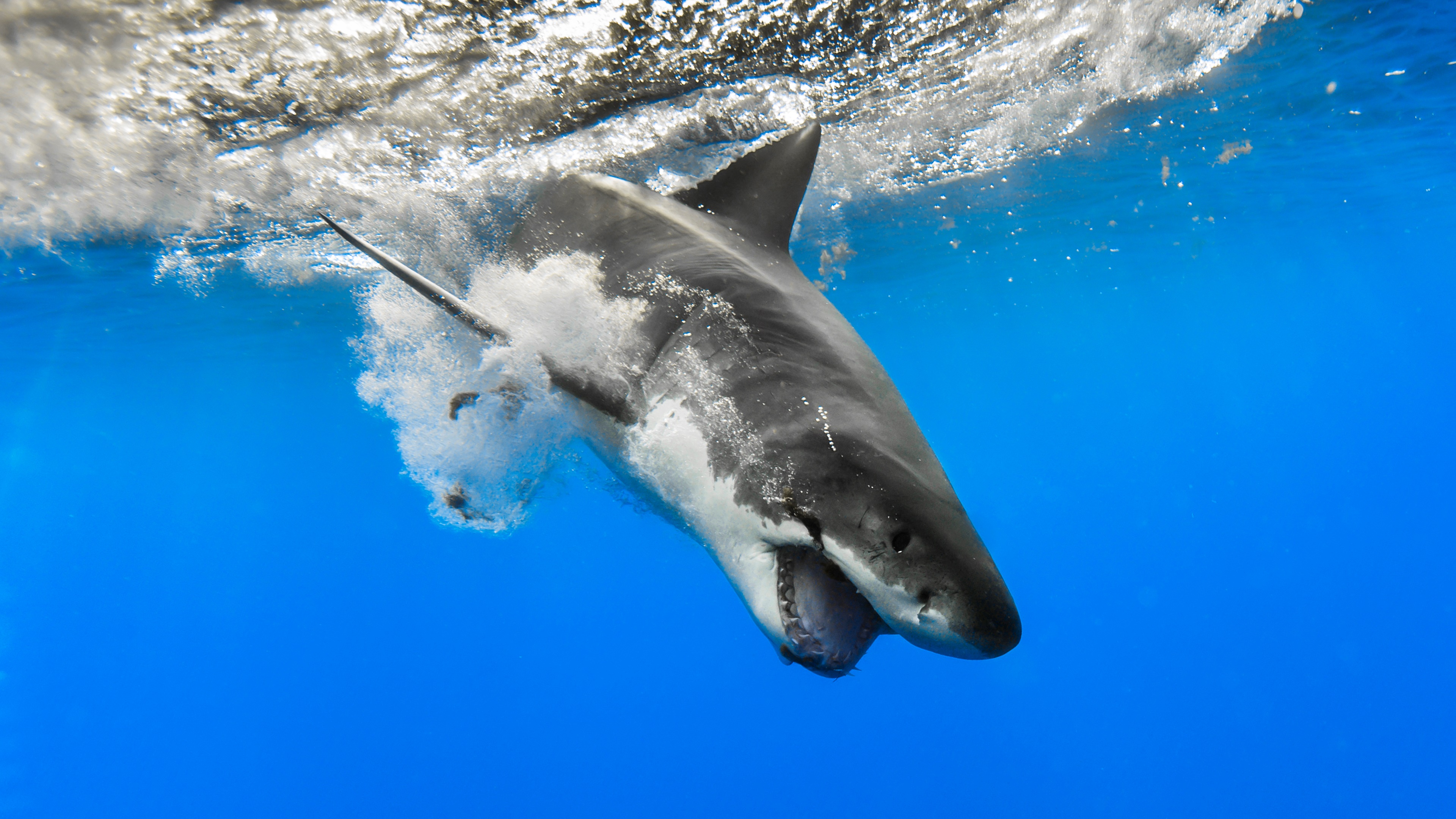462264 скачать обои животные, большая белая акула, акула, акулы - заставки и картинки бесплатно