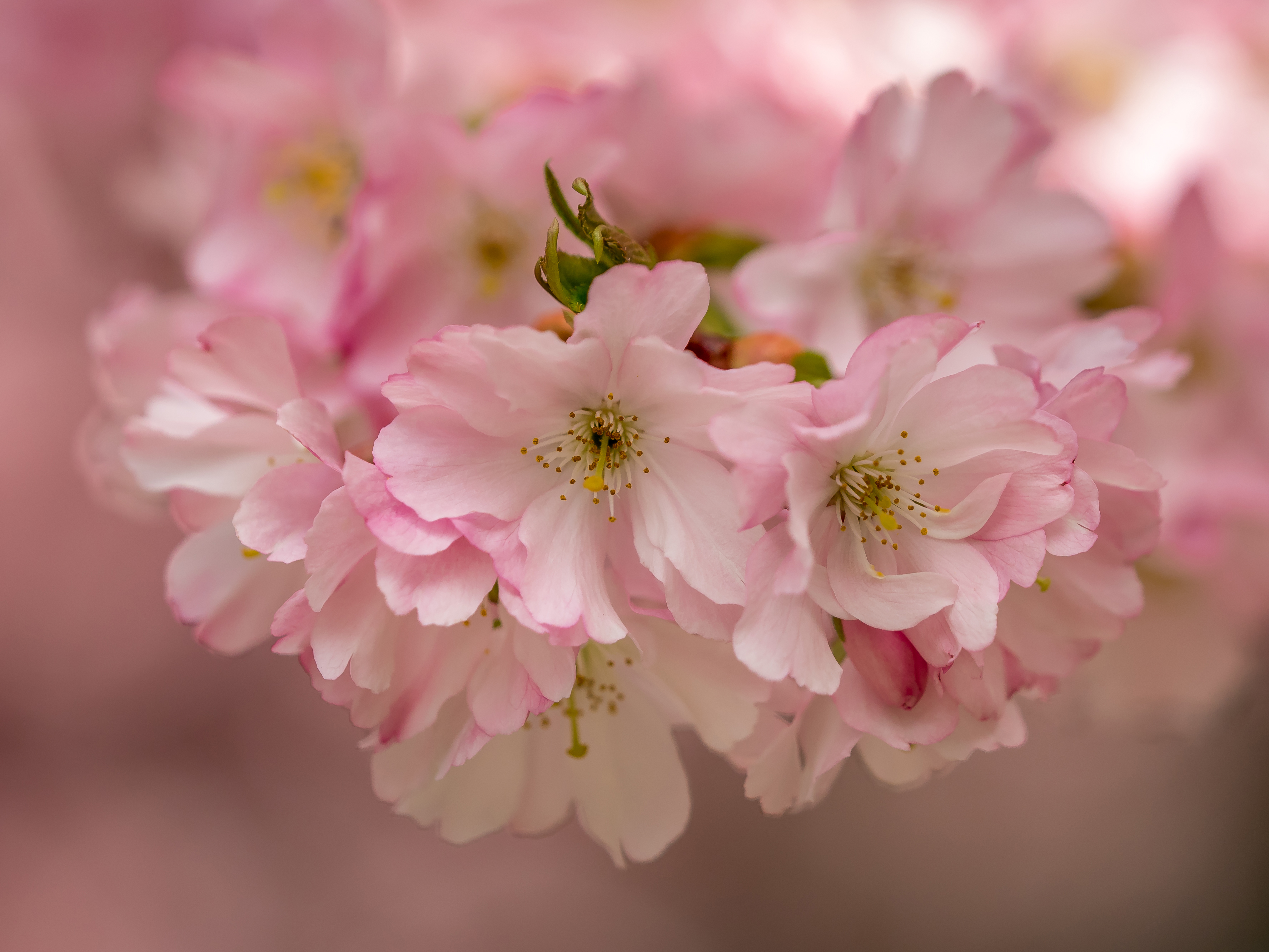 Handy-Wallpaper Natur, Blumen, Blume, Nahansicht, Blüte, Kirschblüte, Erde/natur, Pinke Blume kostenlos herunterladen.