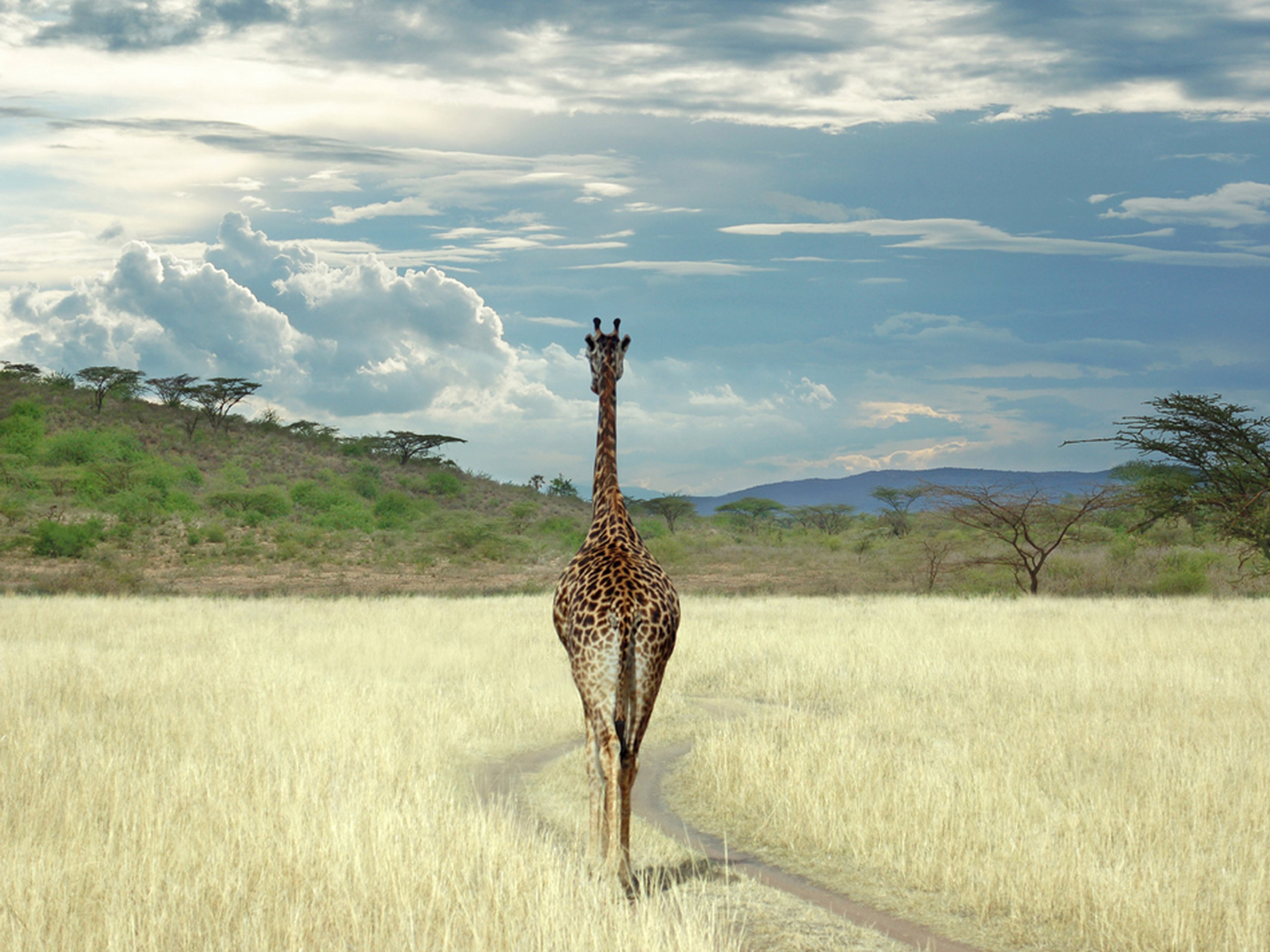 animals, sky, giraffes
