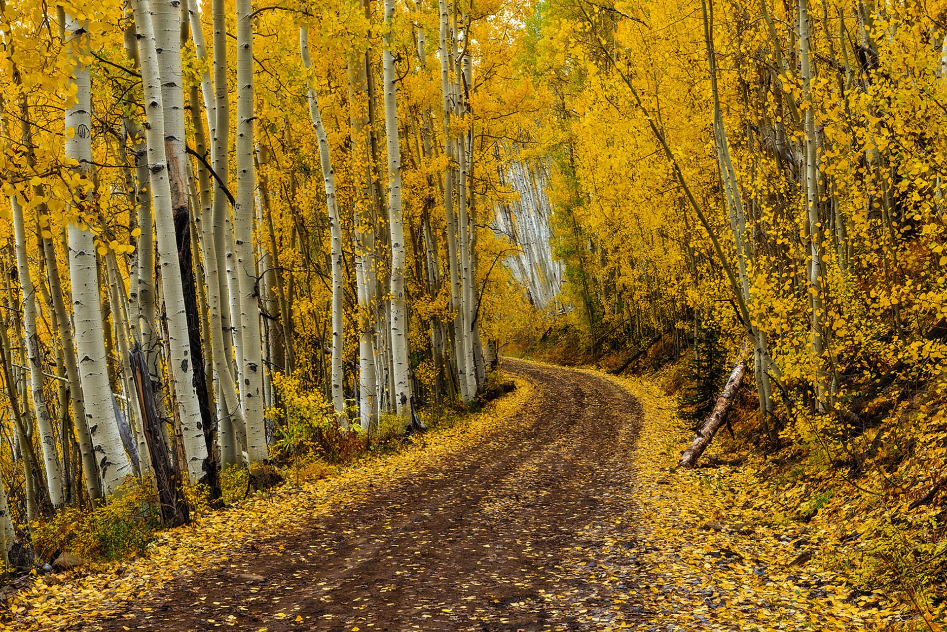 Download mobile wallpaper Nature, Road, Forest, Tree, Fall, Birch, Man Made, Dirt Road for free.