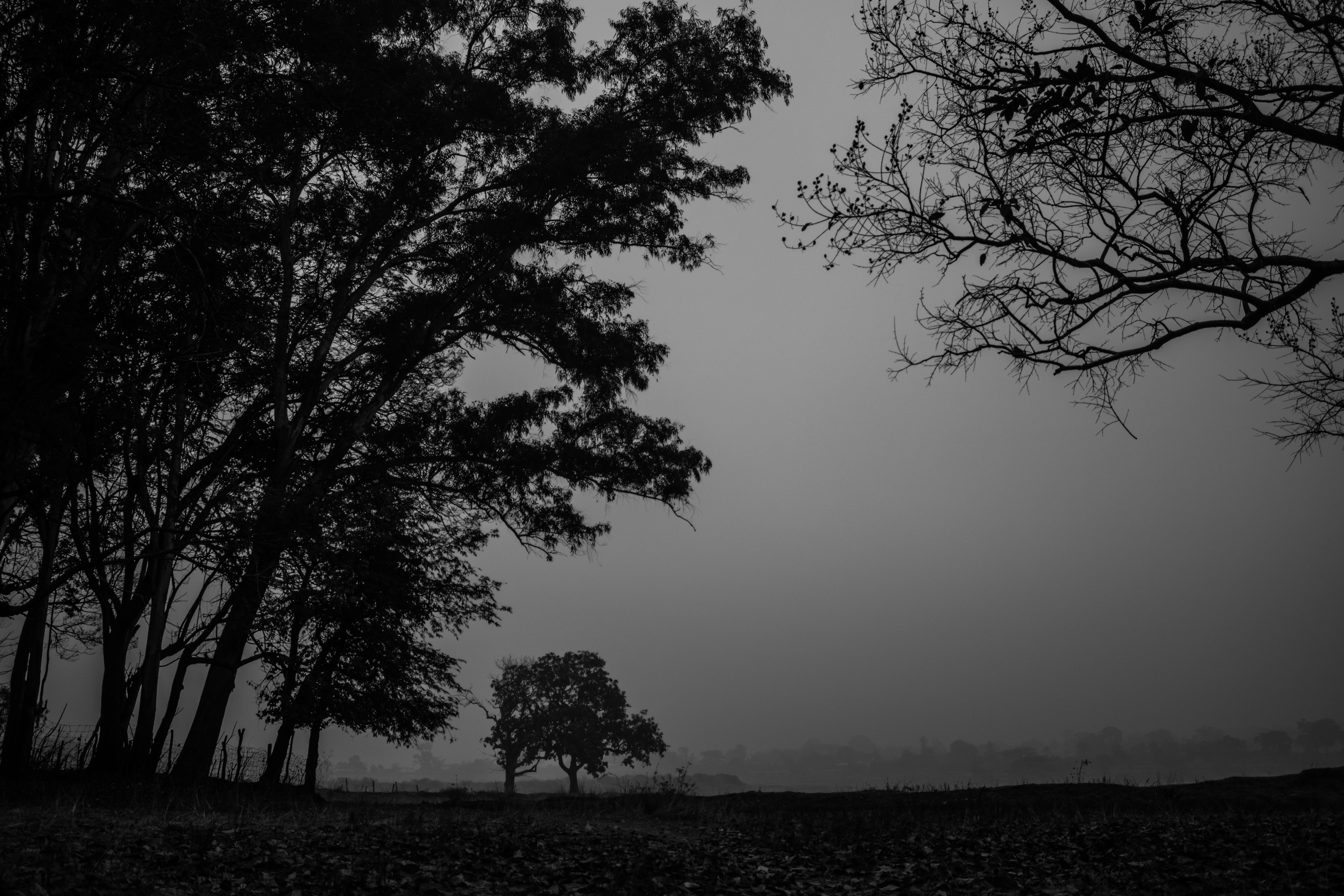 Free download wallpaper Nature, Trees, Fog, Branches, Bw, Chb on your PC desktop