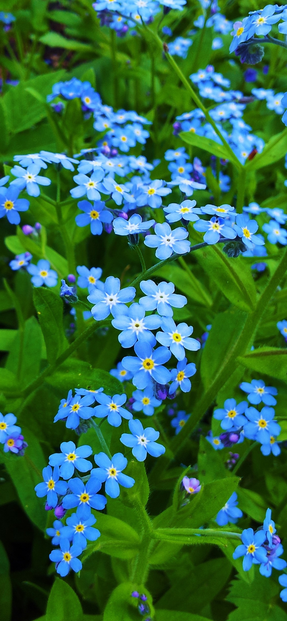 Download mobile wallpaper Flowers, Flower, Leaf, Earth, Forget Me Not, Blue Flower for free.