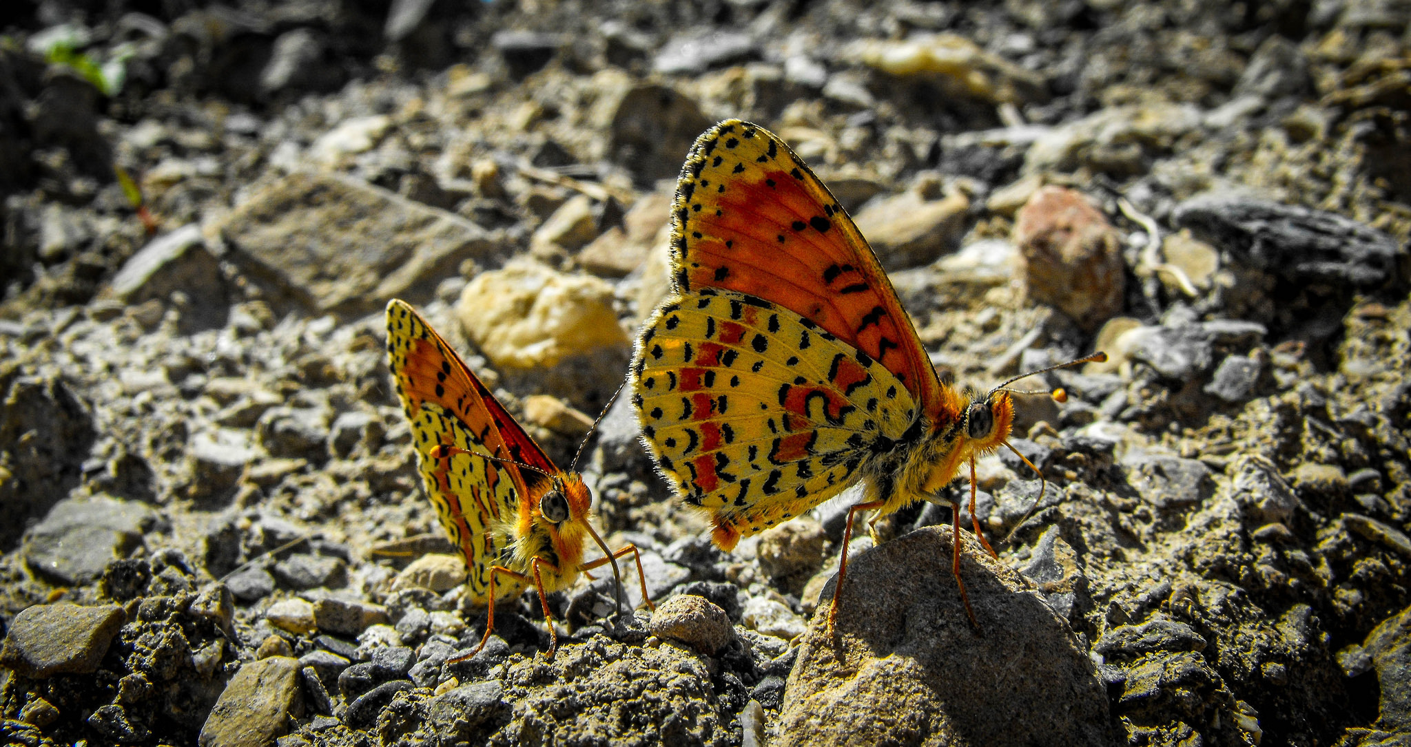 Download mobile wallpaper Butterfly, Animal for free.