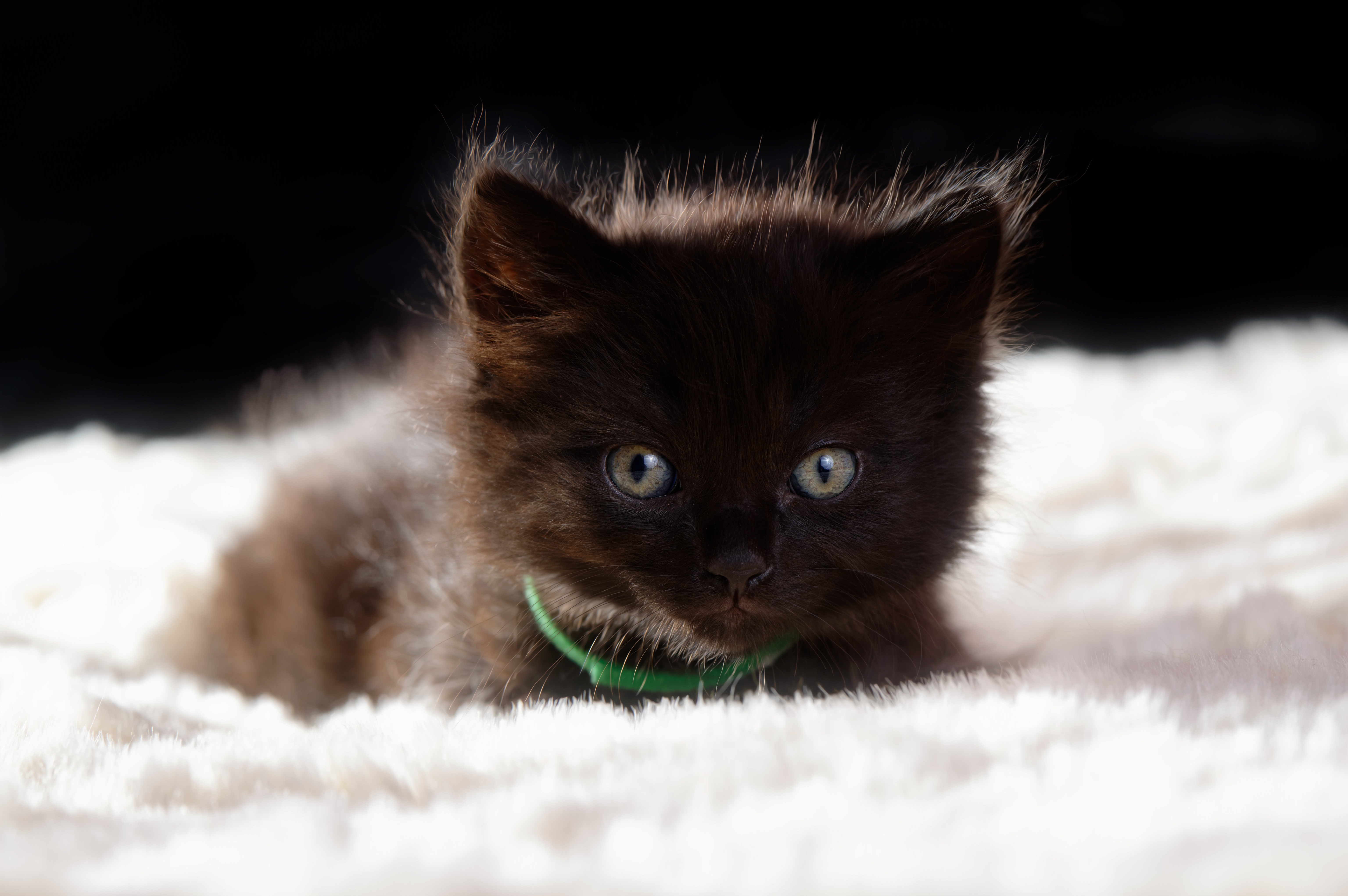 Téléchargez gratuitement l'image Animaux, Chats, Chat, Chaton, Bébé Animal sur le bureau de votre PC